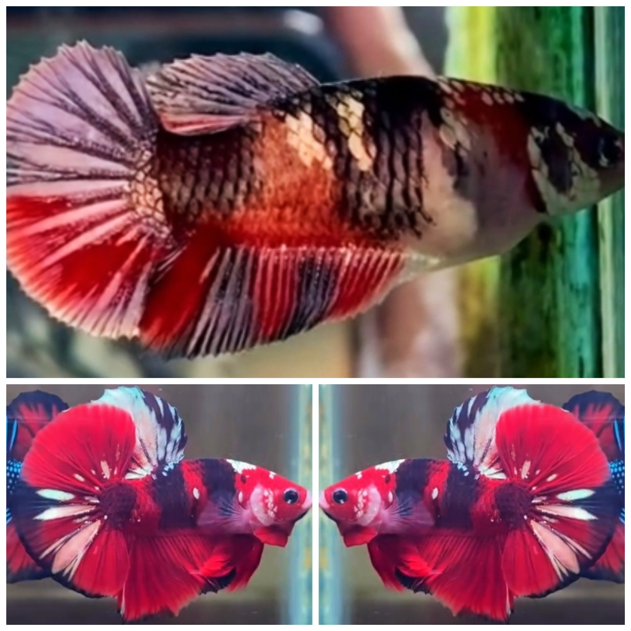 Pair Red Koi Copper