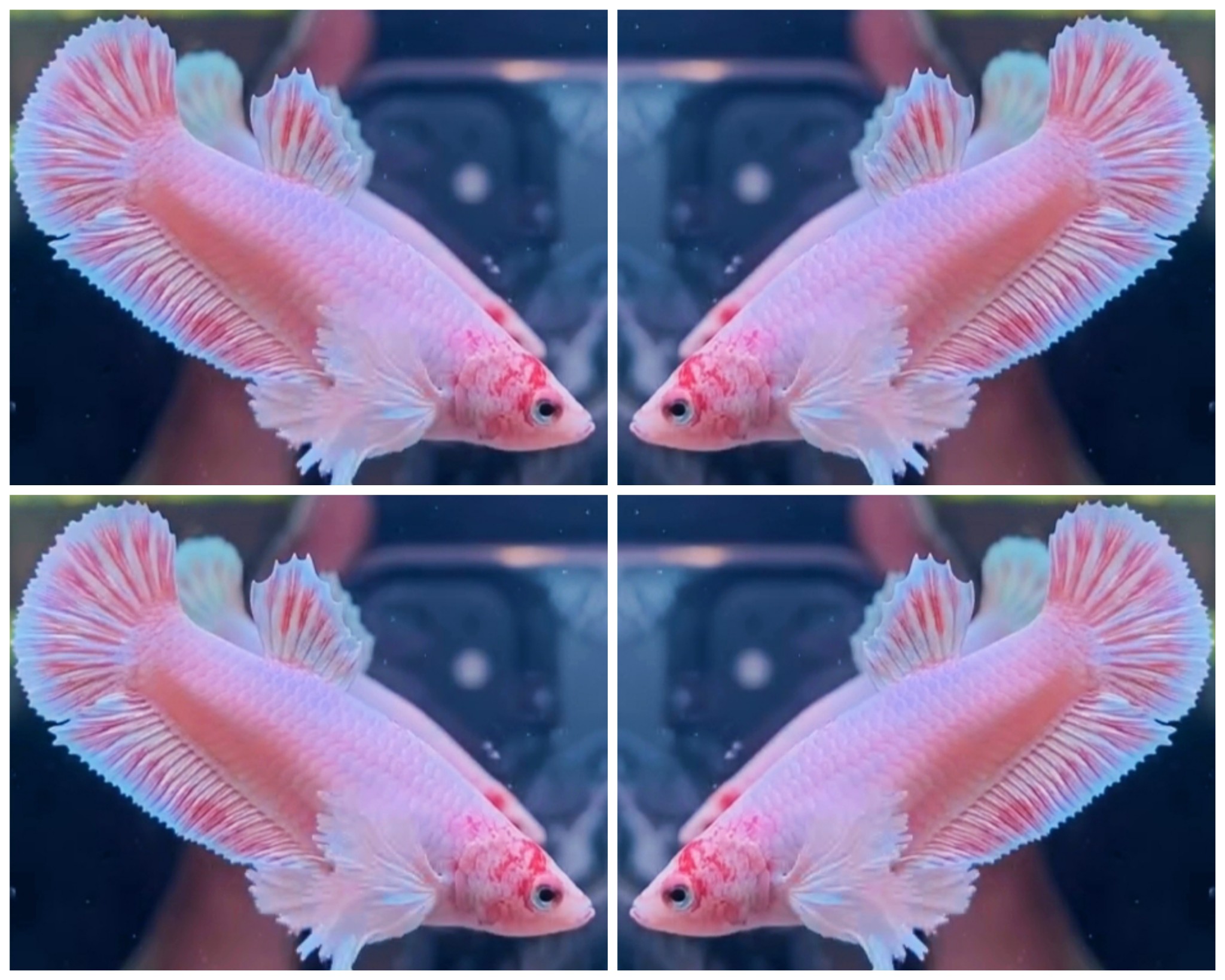 Female Dumbo Pink