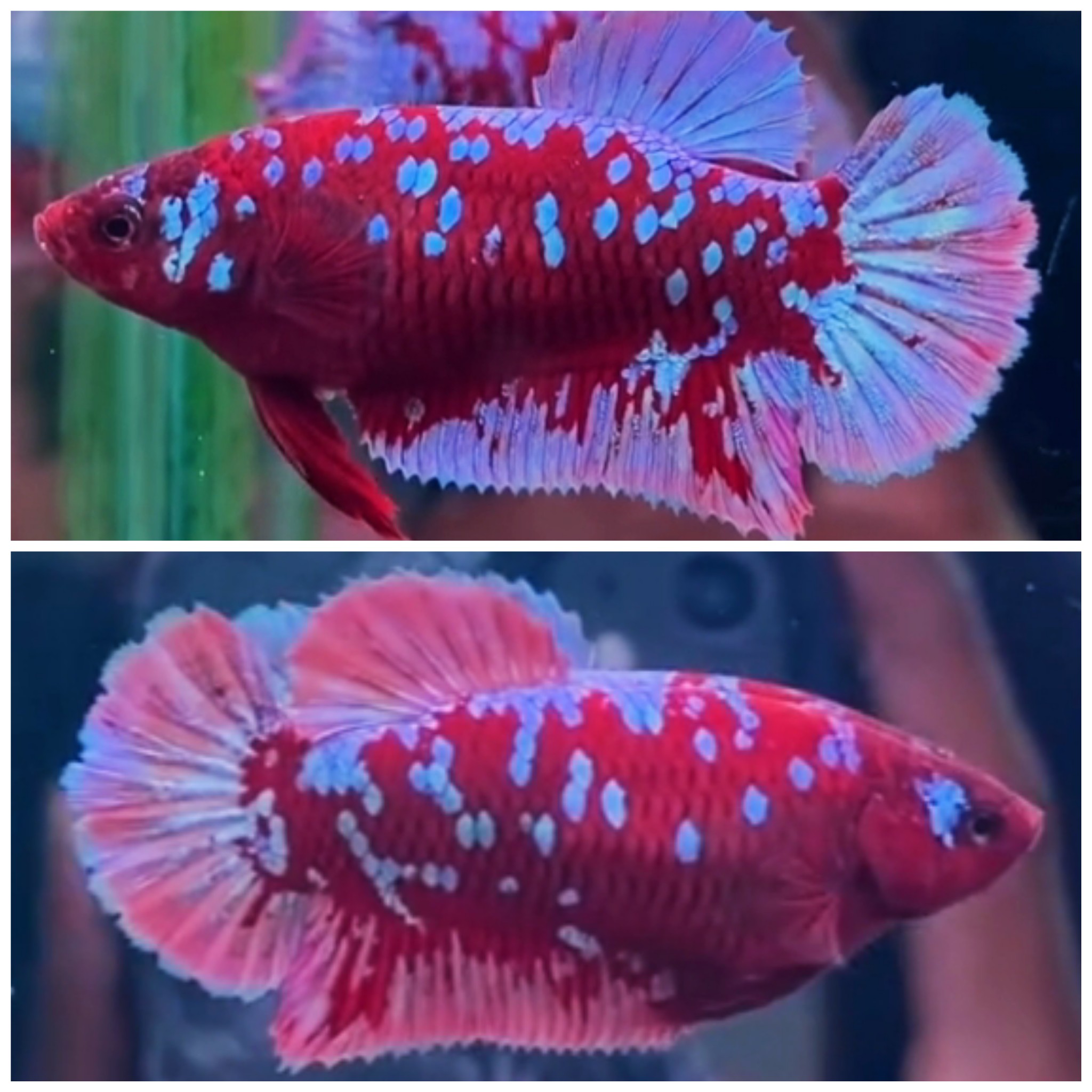 Female Red Purple Galaxy