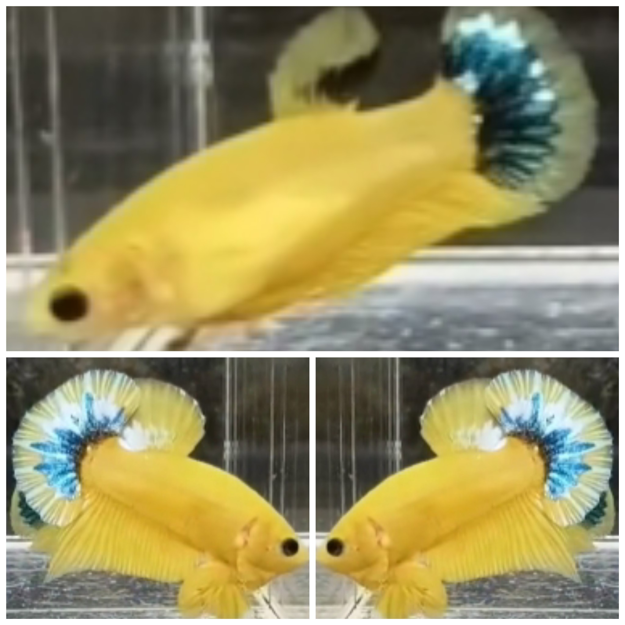 Pair Yellow Hellboy Bold