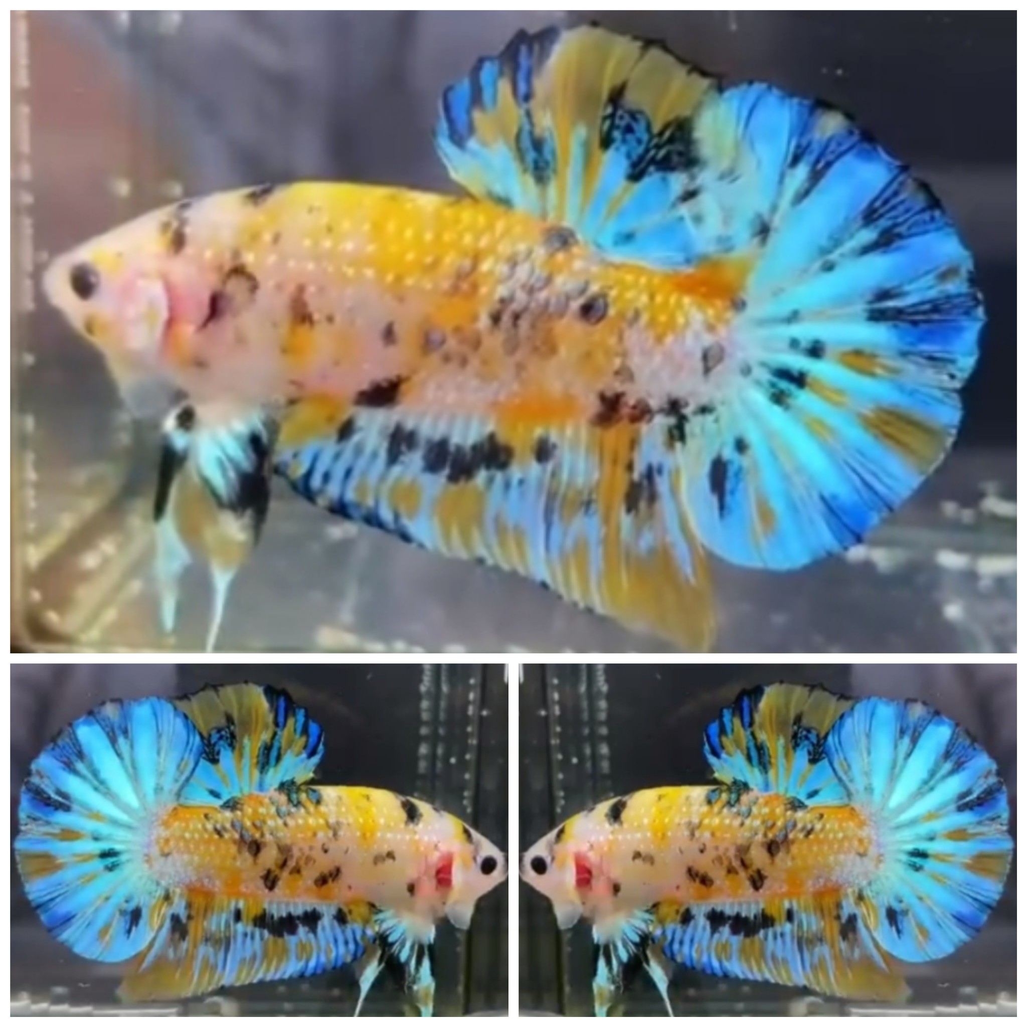 Giant Yellow Koi (5,5cm)