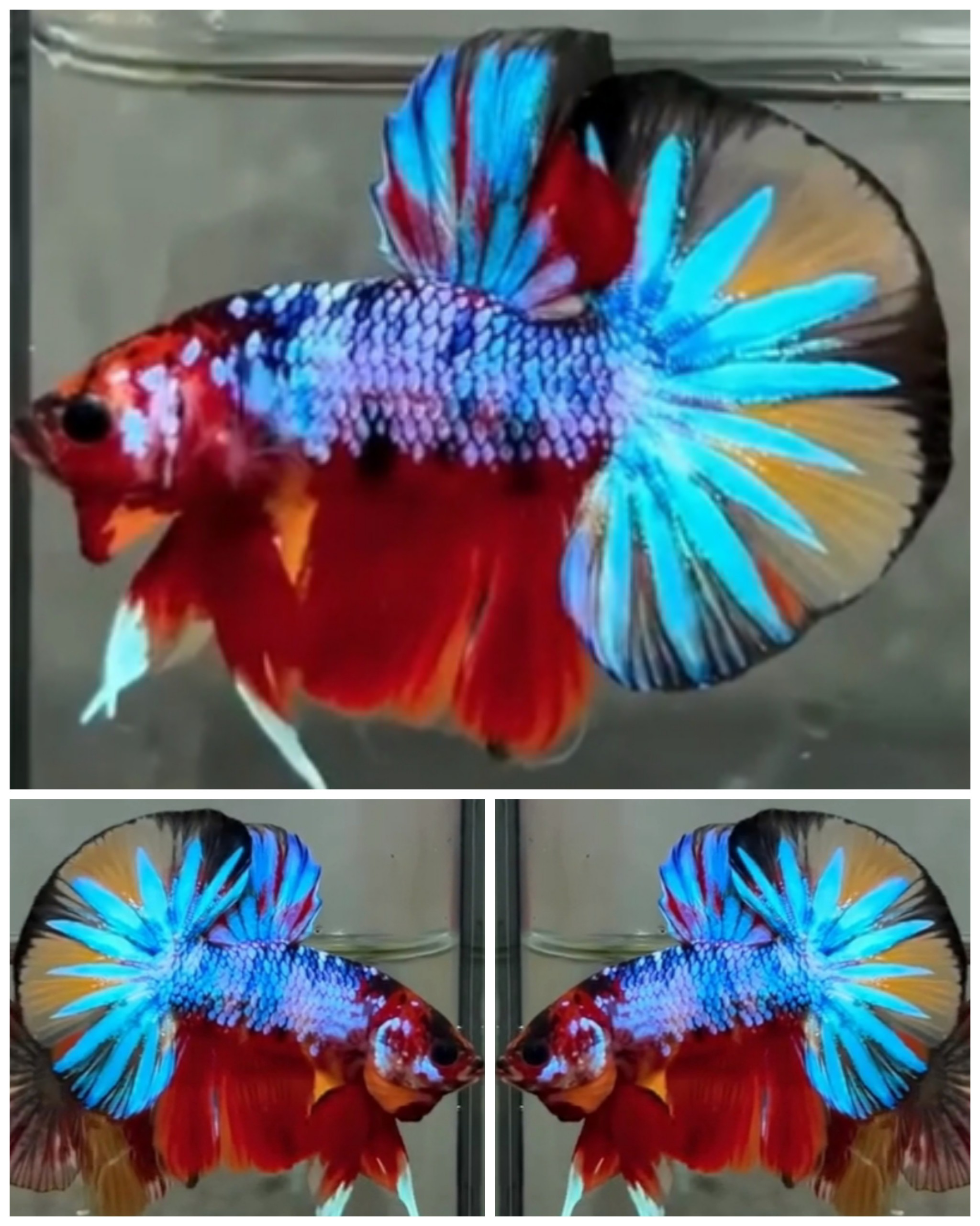 Candy Big Tail
