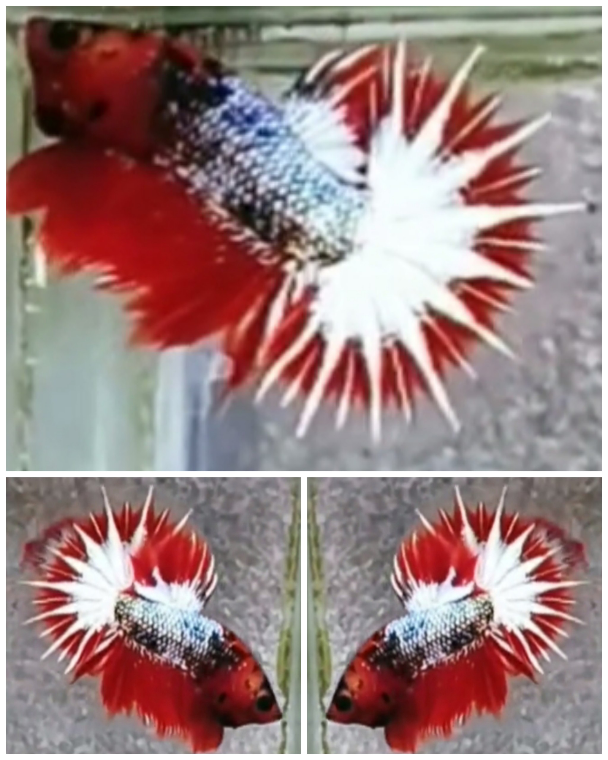 Red FCCP Star Tail