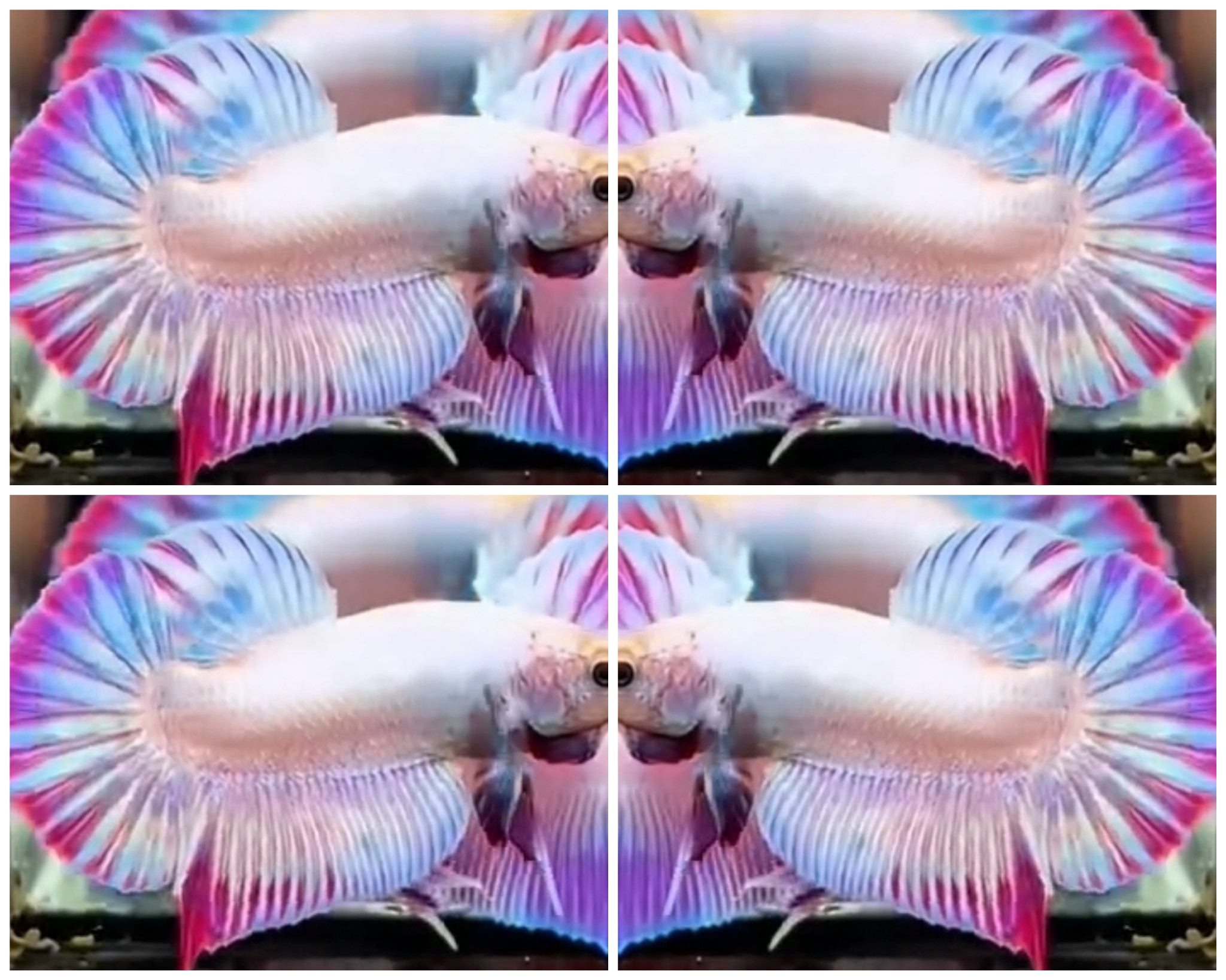 Sweet Pink Hologram