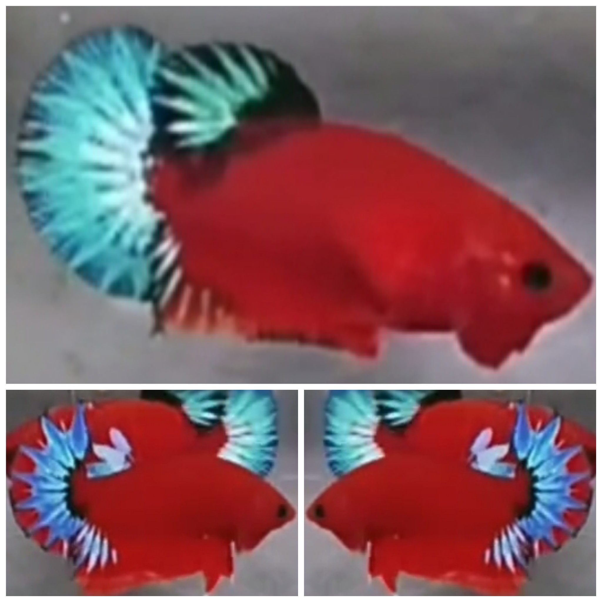 Pair Red Hellboy Bold