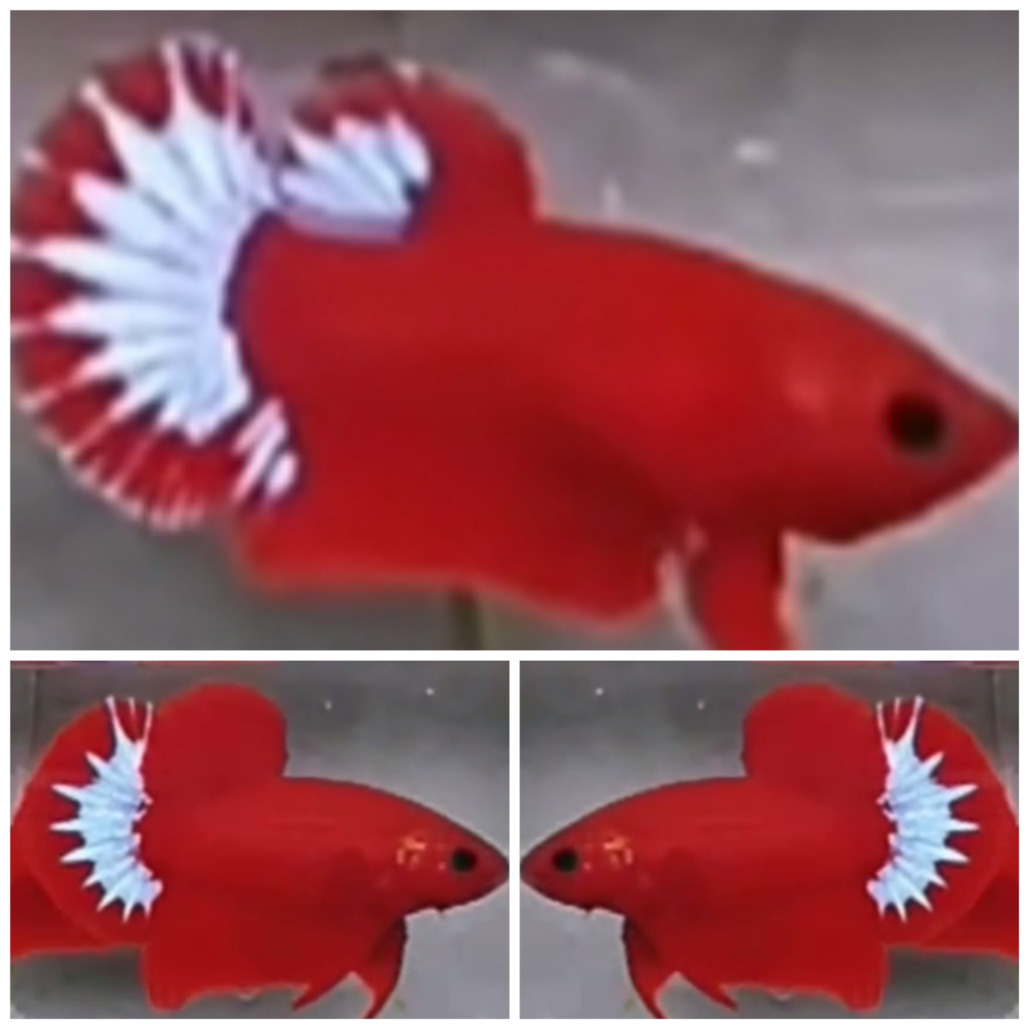 Pair Red Hellboy Star Tail