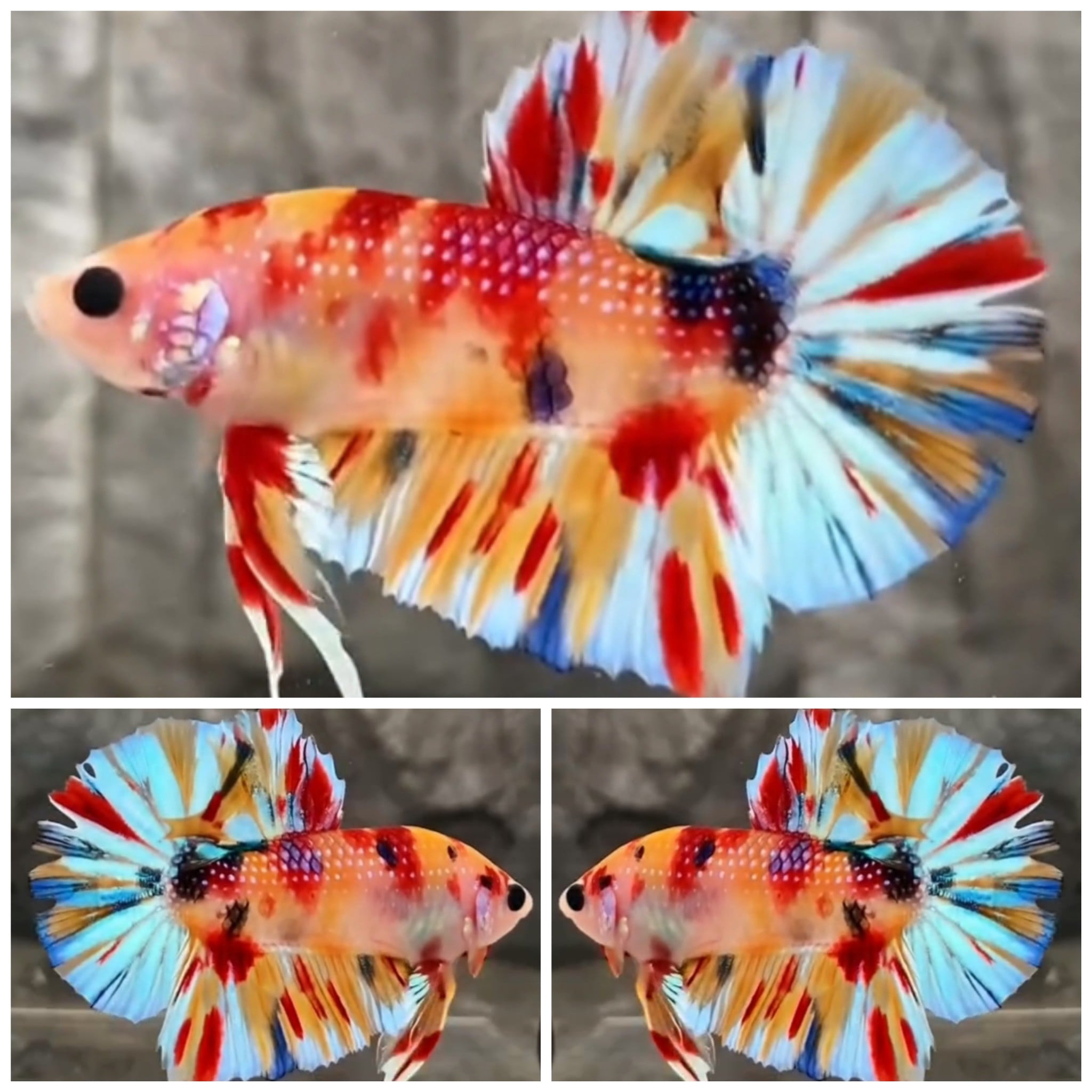 Metallic Multicolour #1