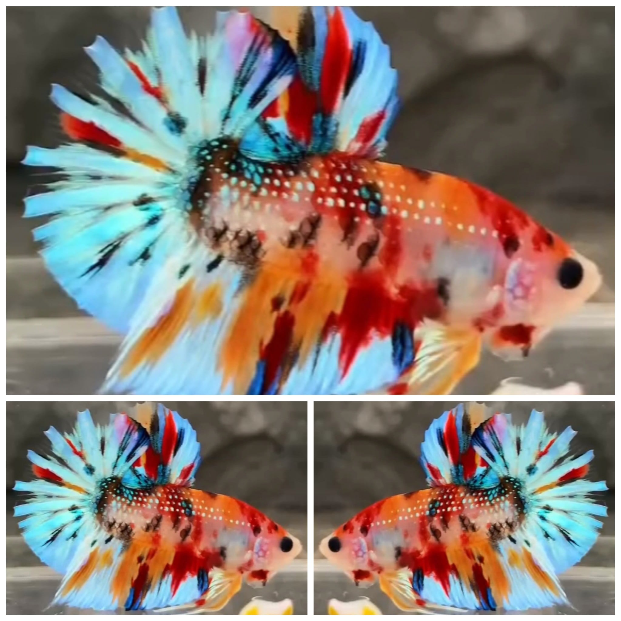 Metallic Multicolour #3