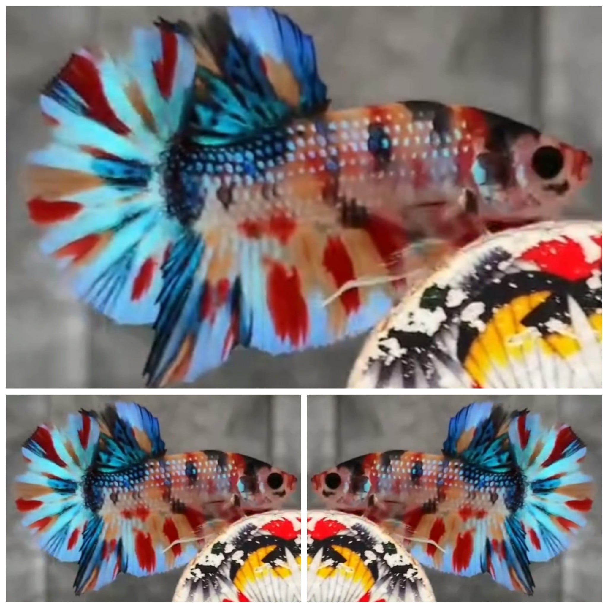 Metallic Multicolour #2