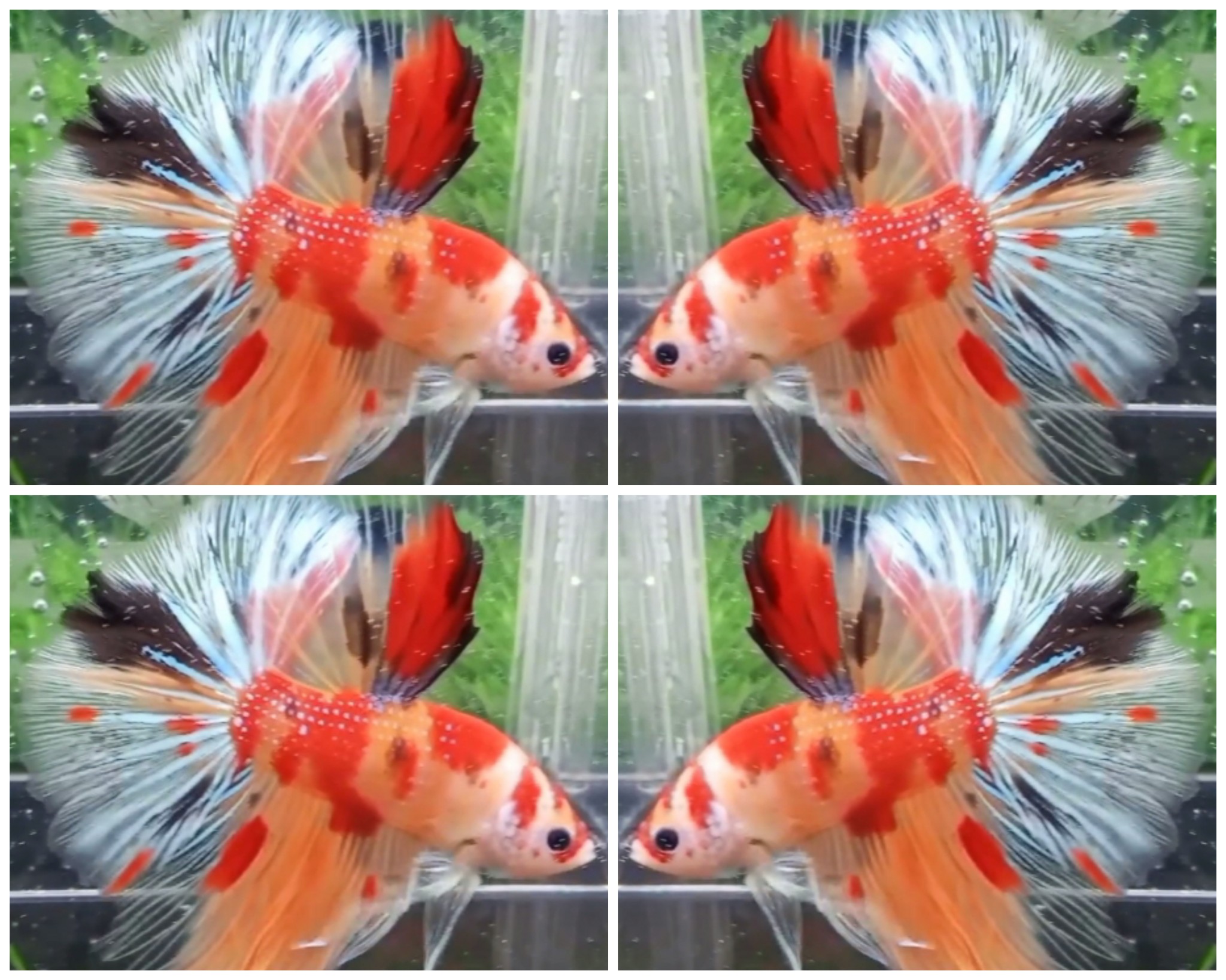 Sweet Nemo