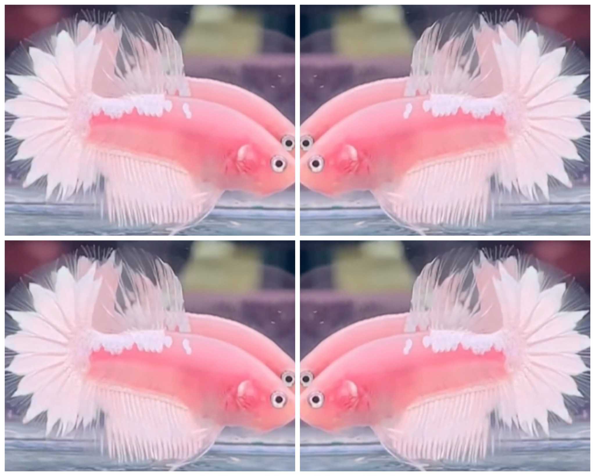 Sweet Casper Star Tail