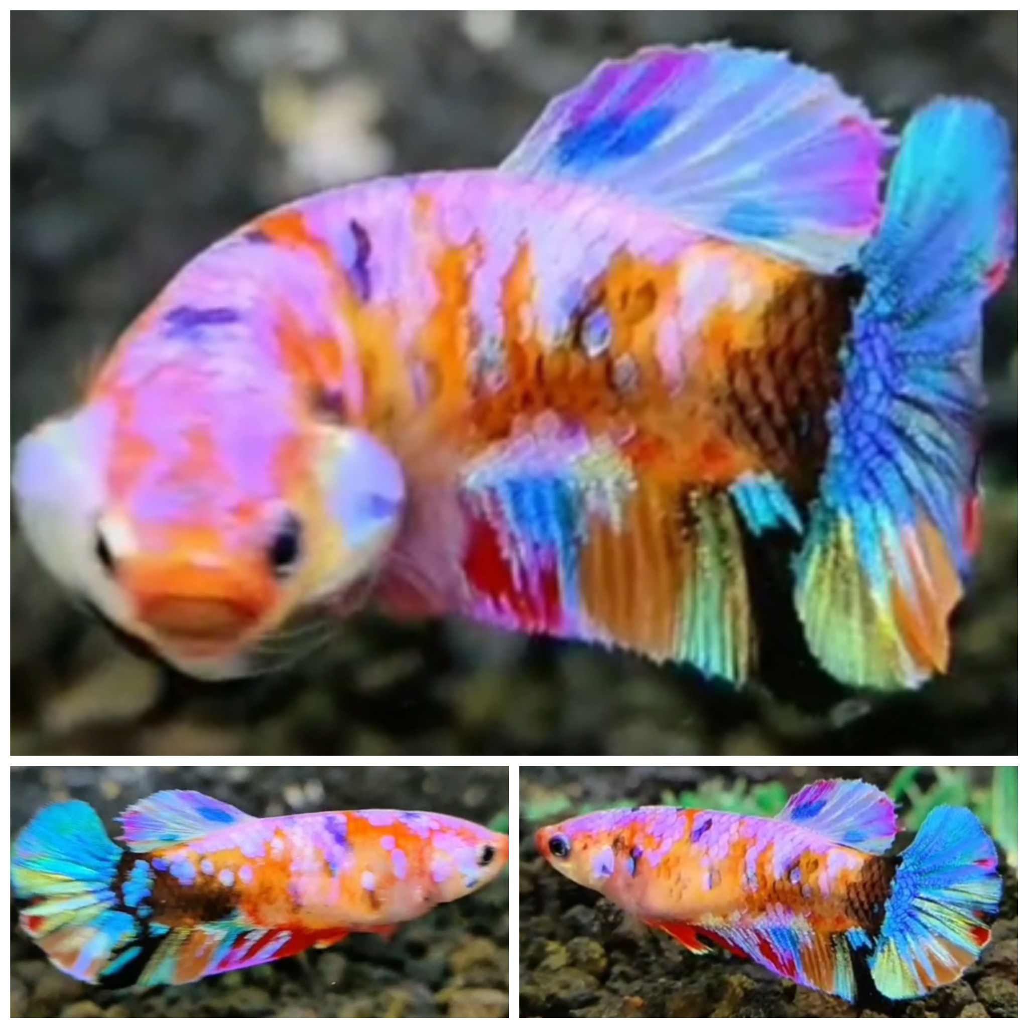 Female Candy #7