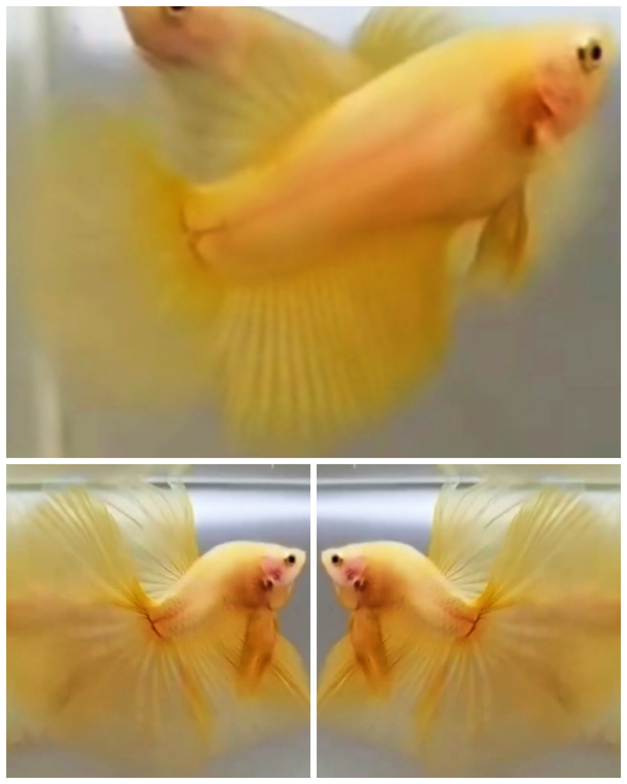Pair Yellow Banana