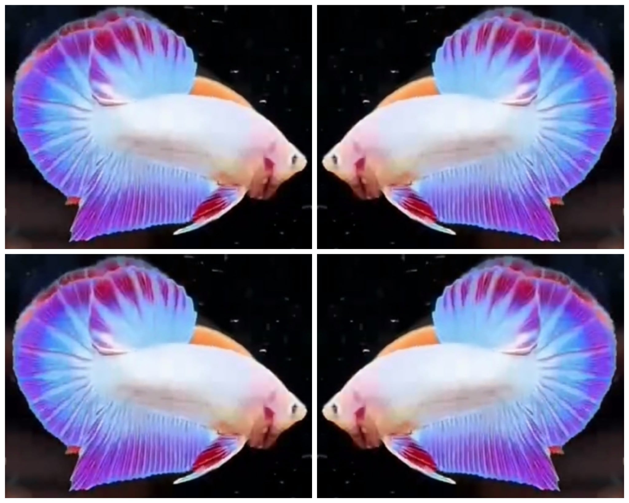 Wonderful Hologram