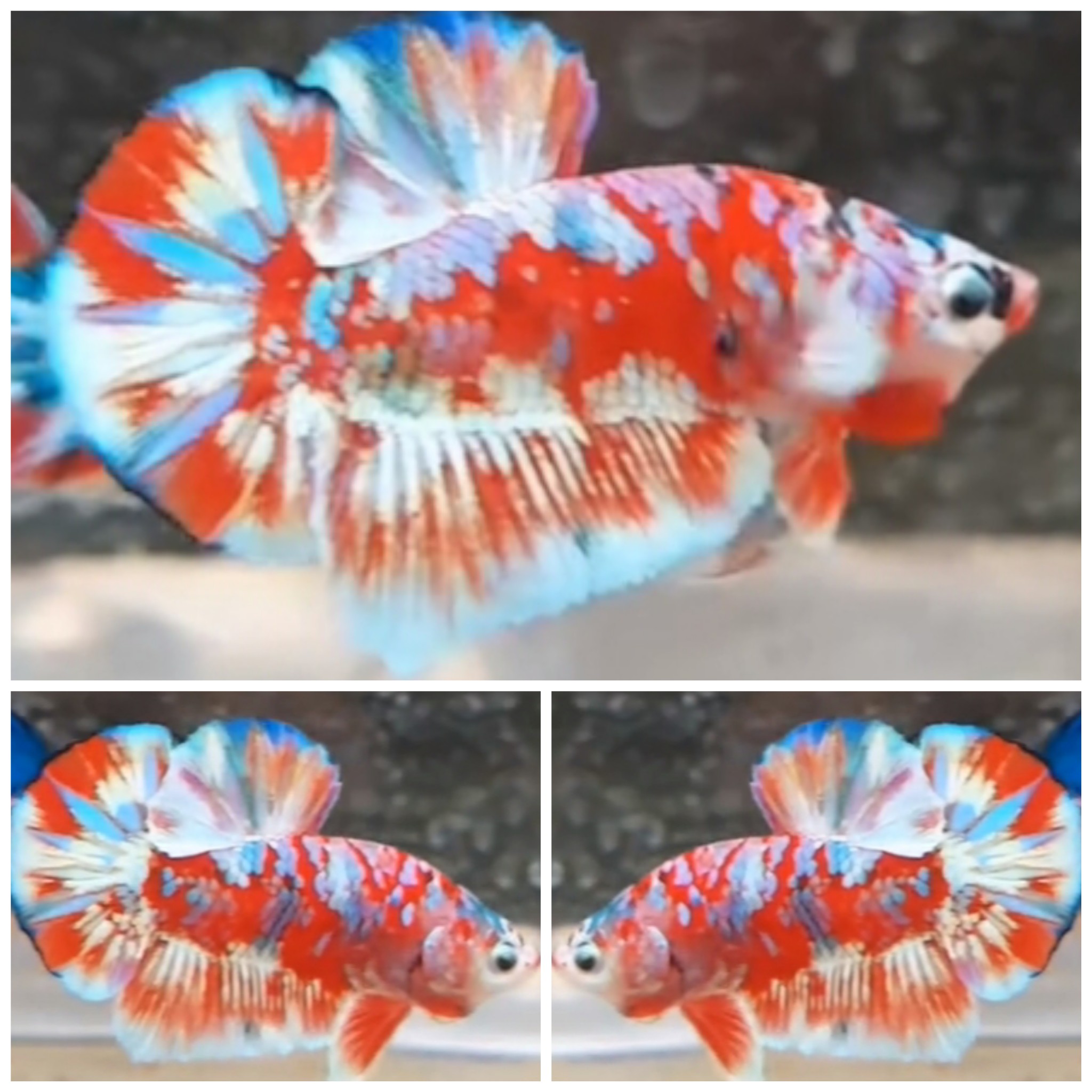 Red Barongsai #1