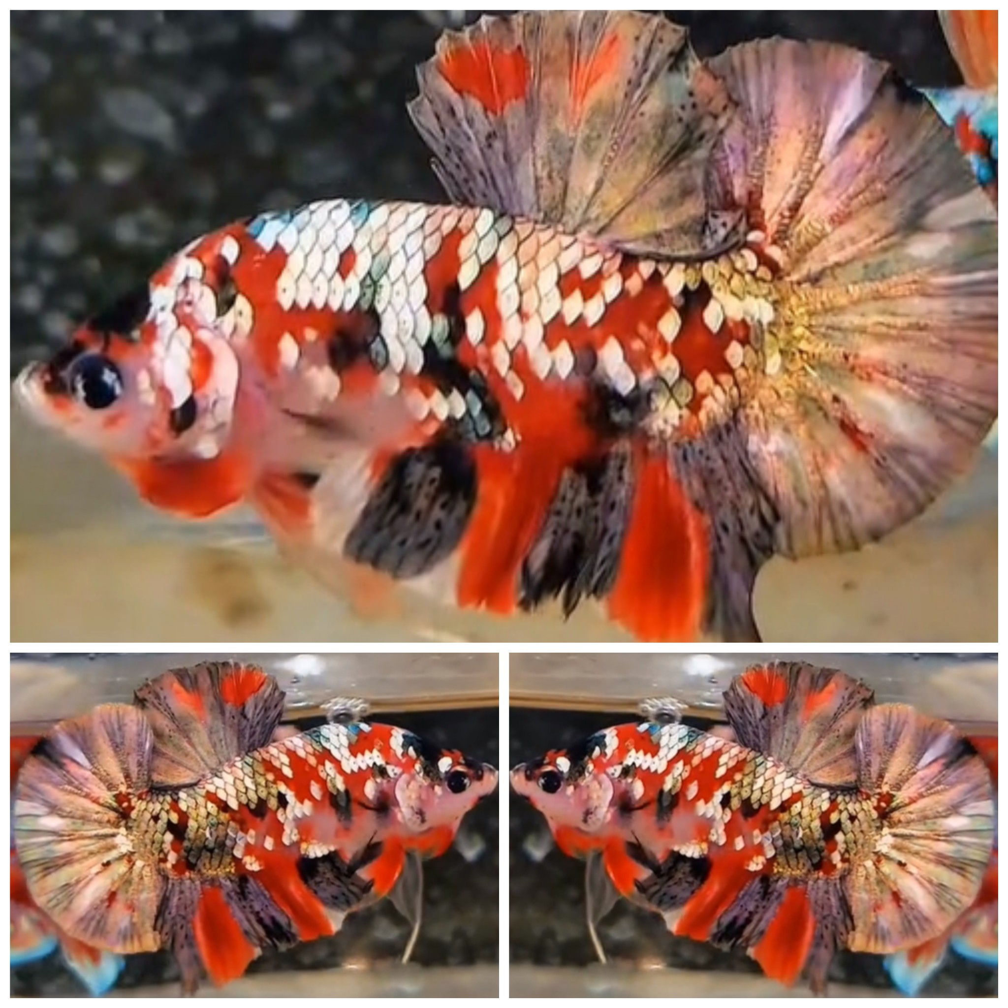 Nice Red Koi Copper