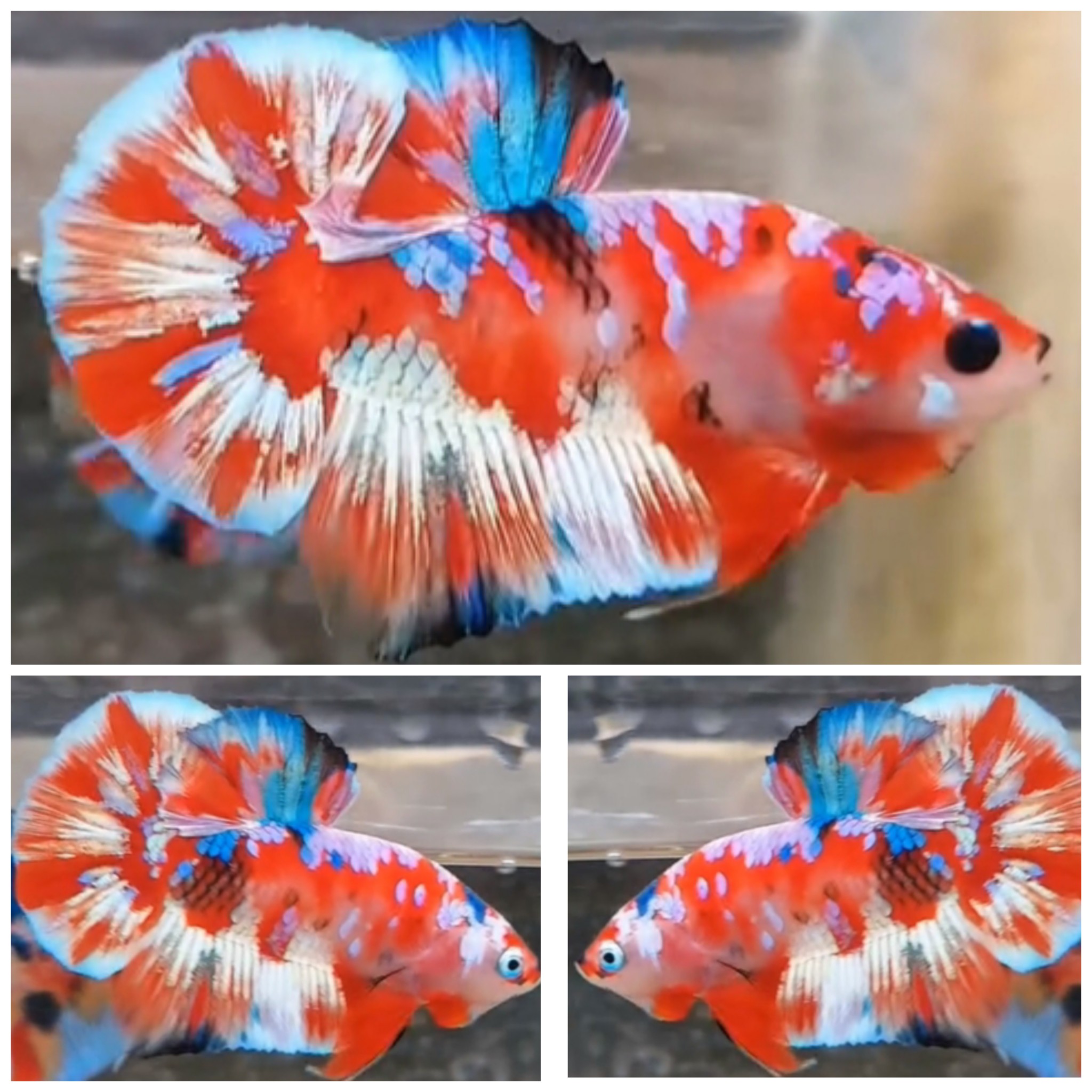 Red Barongsai #2