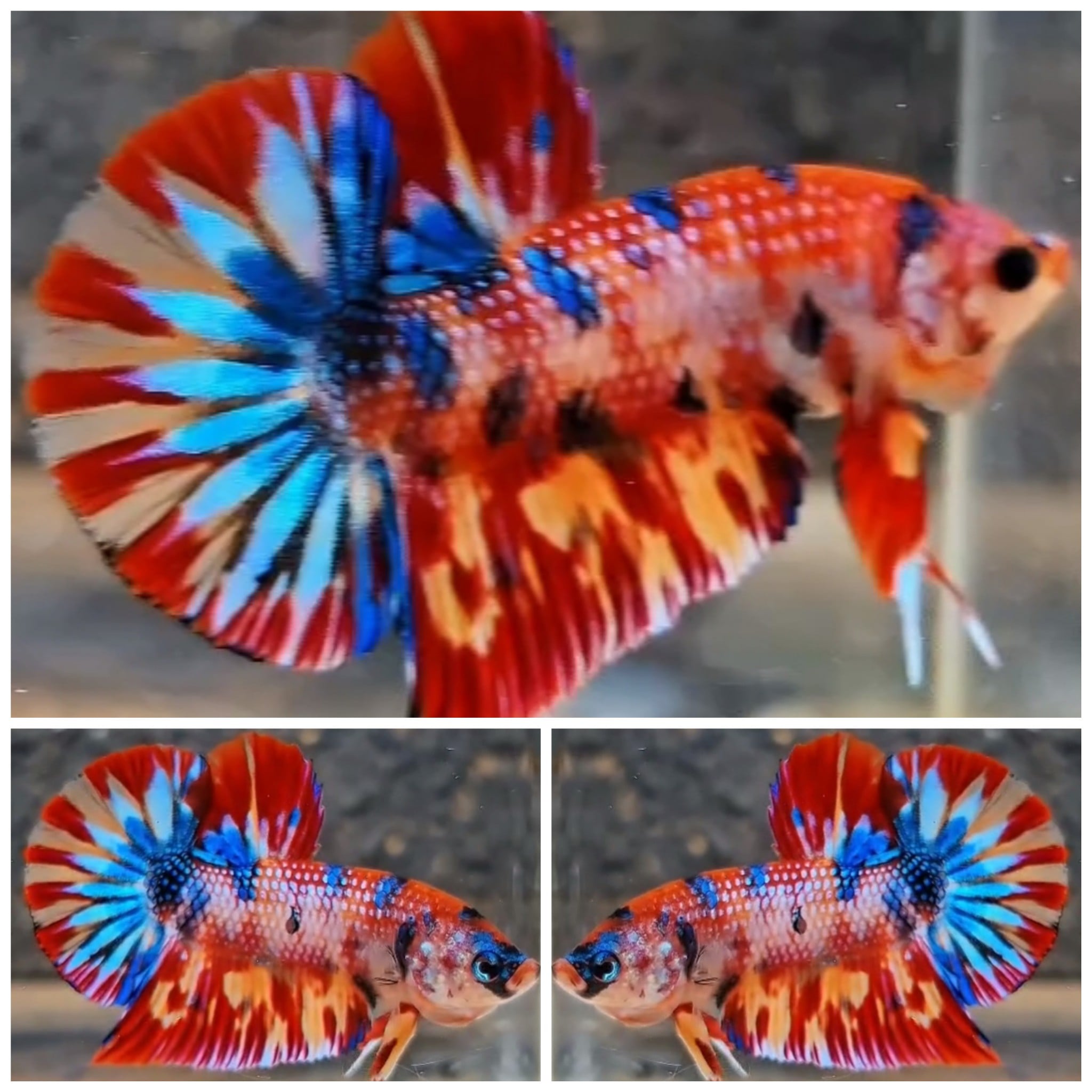 Metallic Multicolour #2