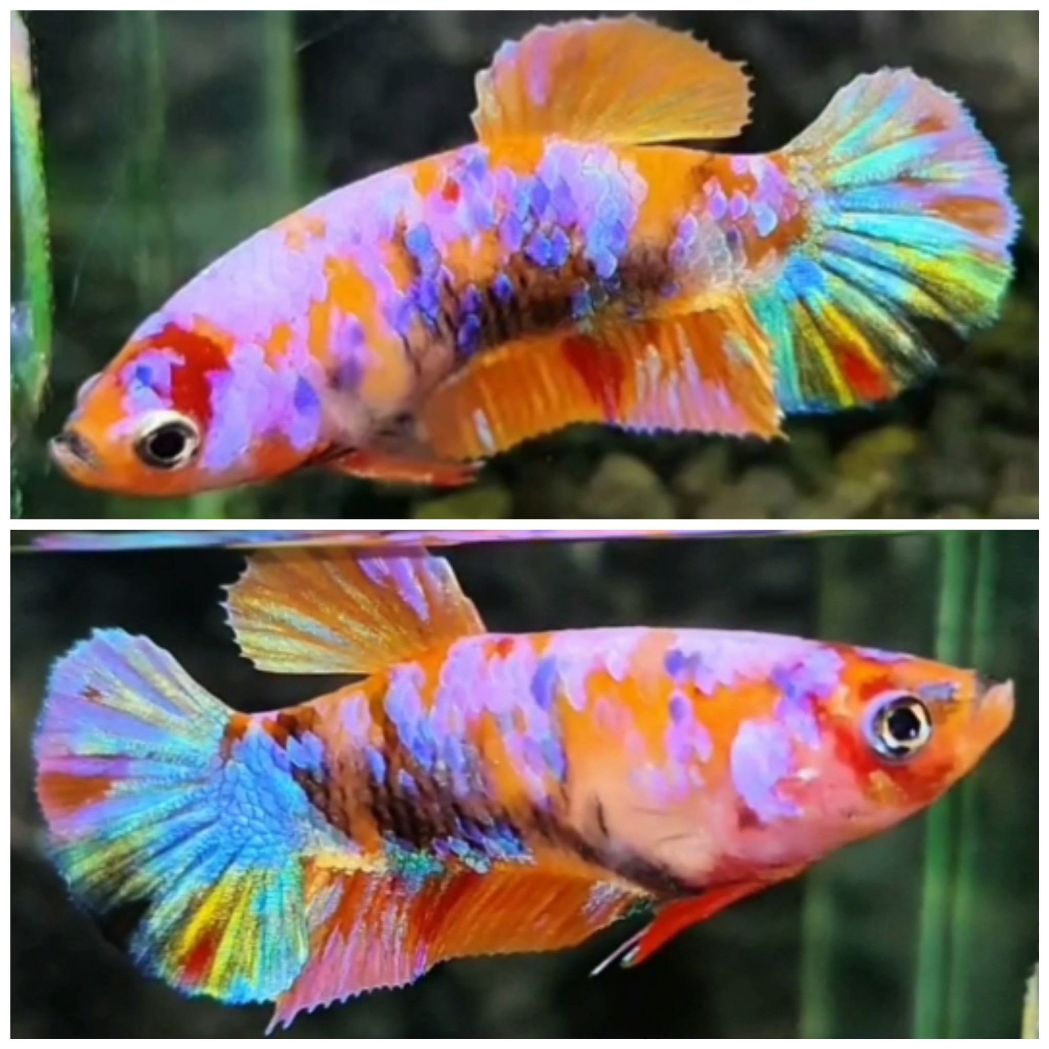 Female Candy #2