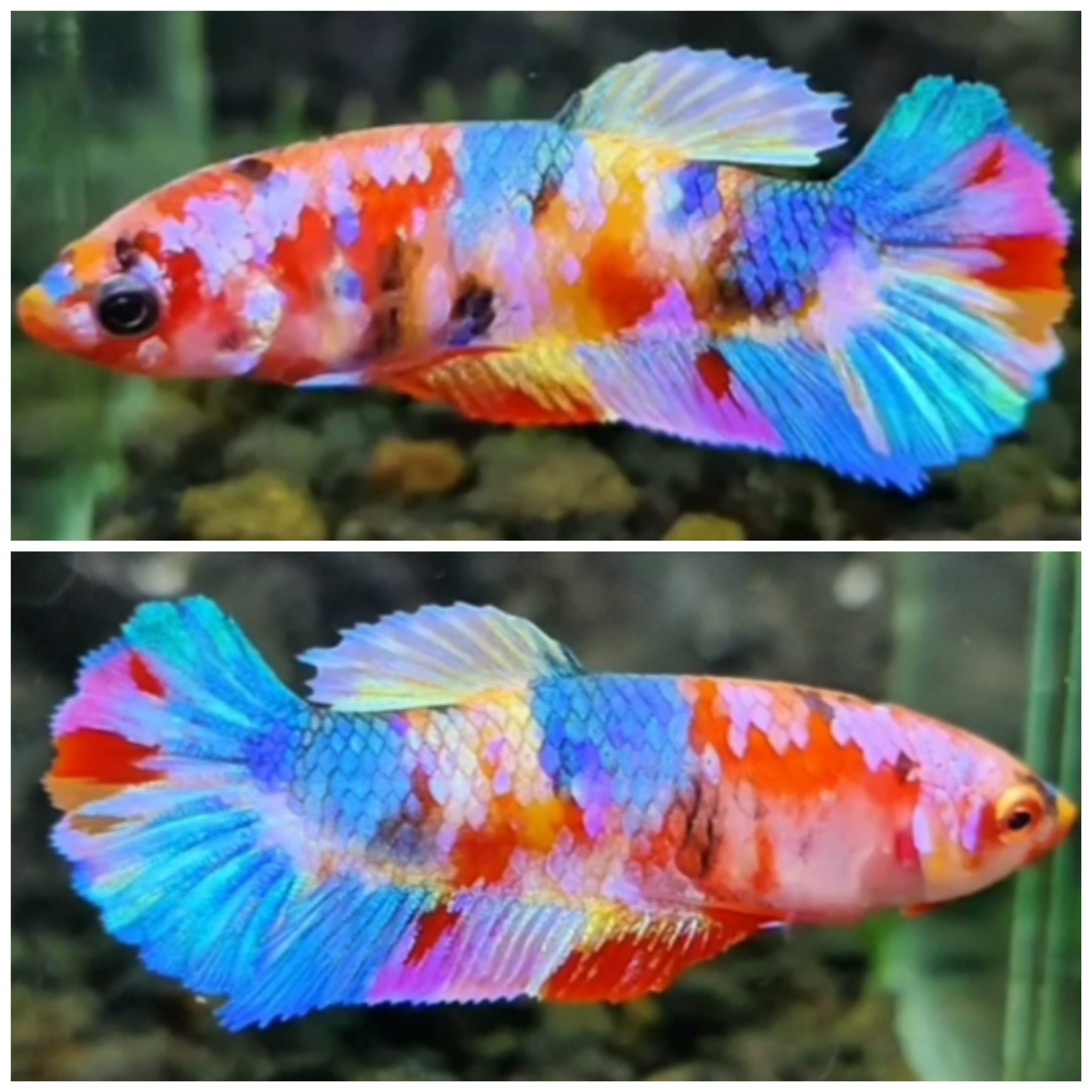 Female Candy #13