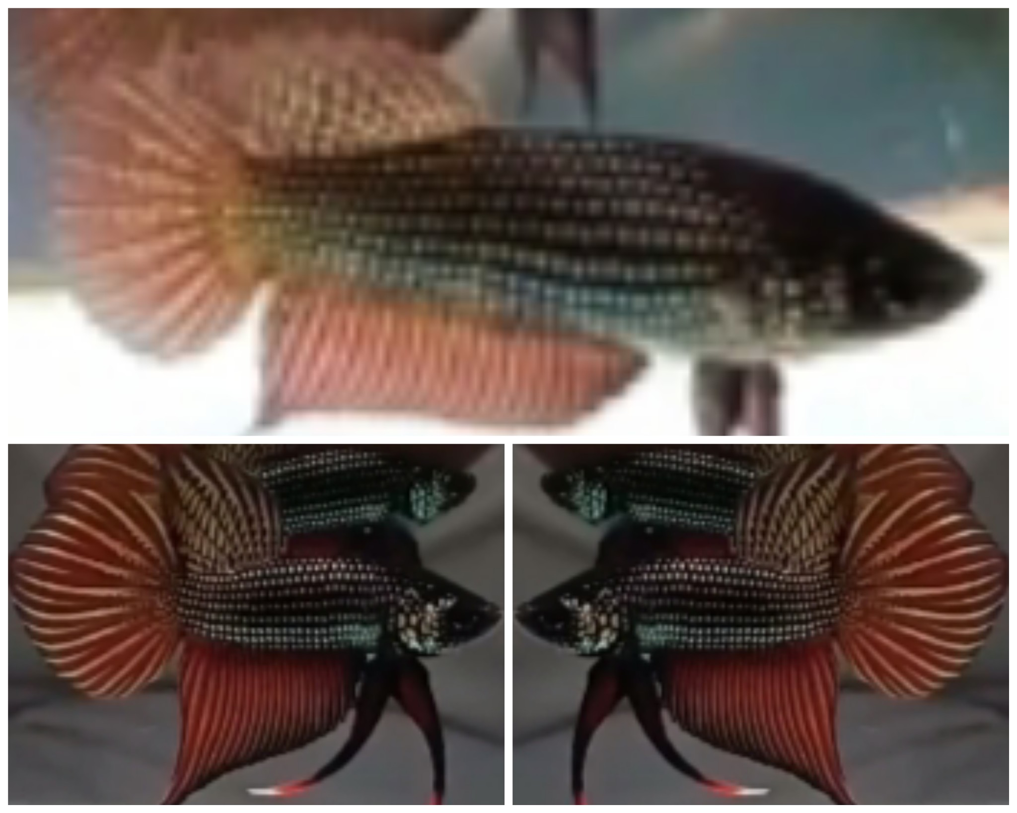 Pair Smaradigna Gold Copper