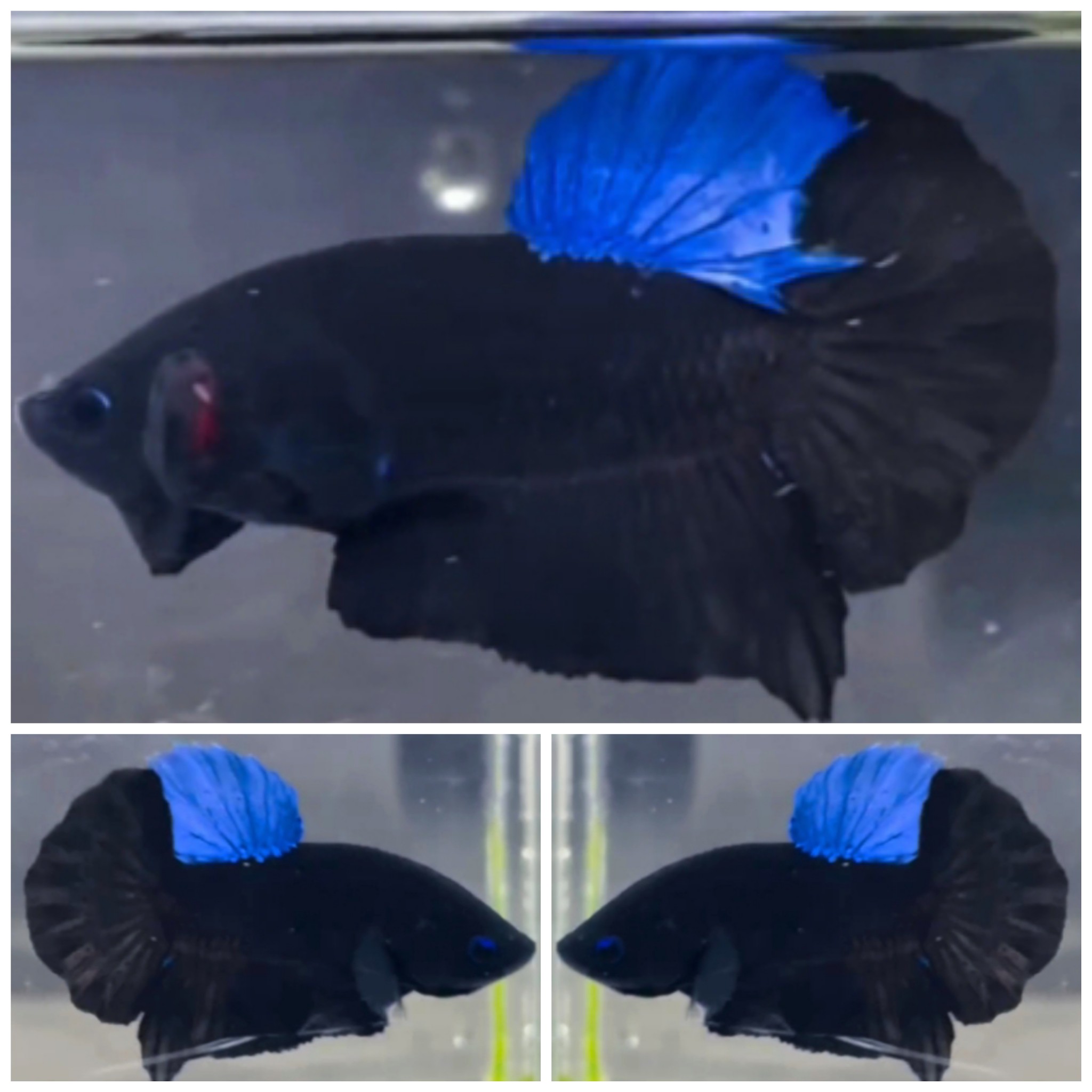 Best Blue Black Light
