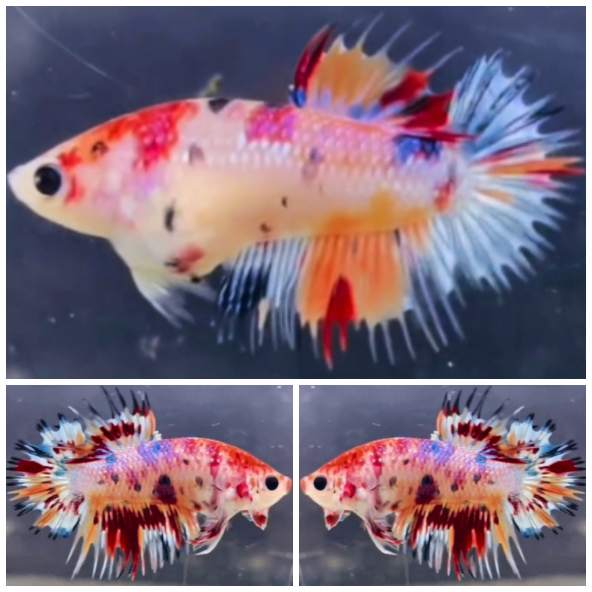 Pair Multicolour CTPK