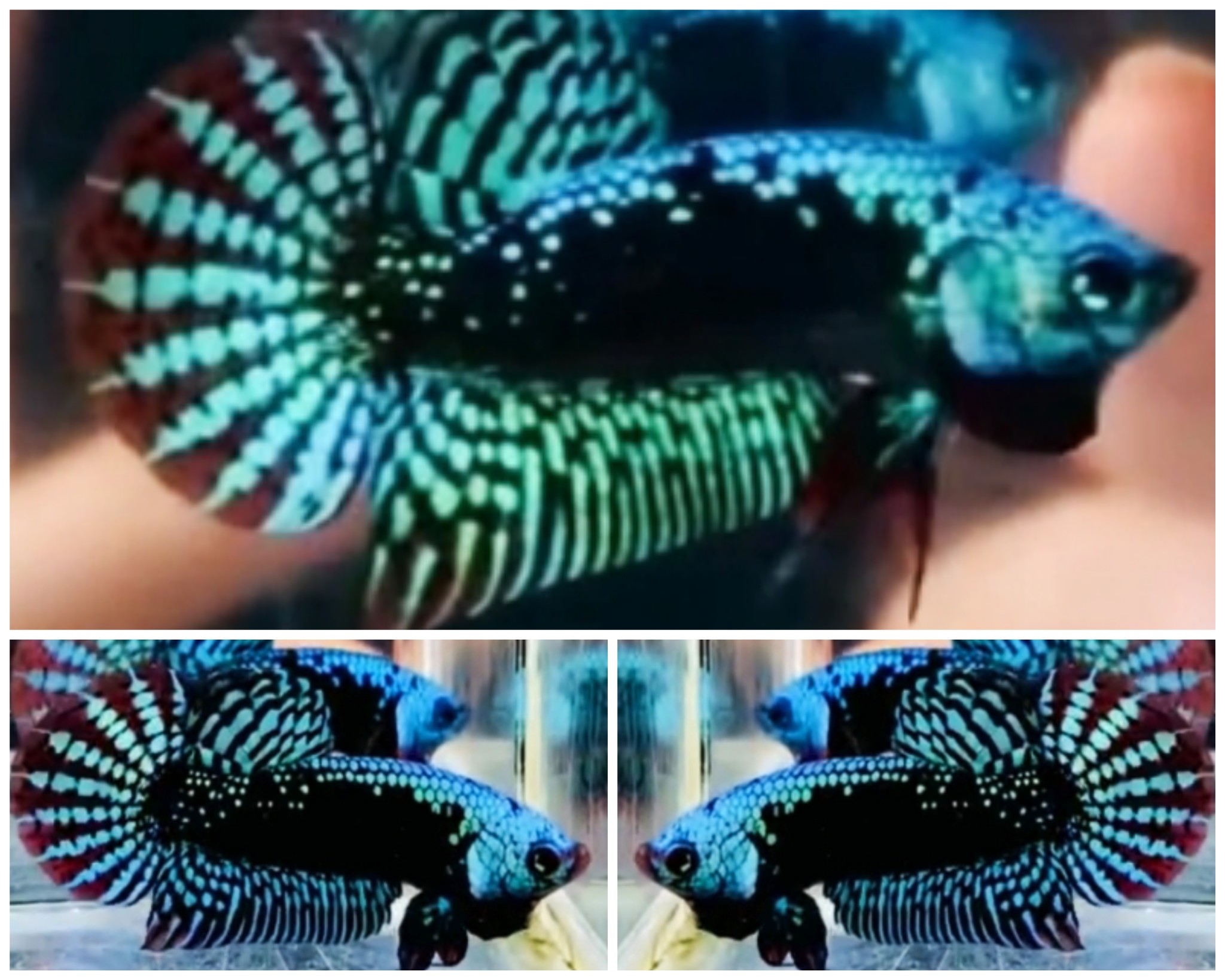 Nice Alien Samurai