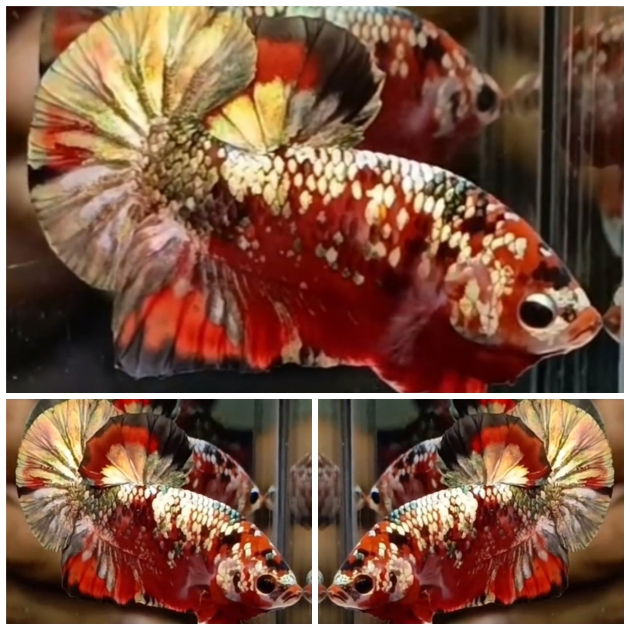 Best Red Gold Copper