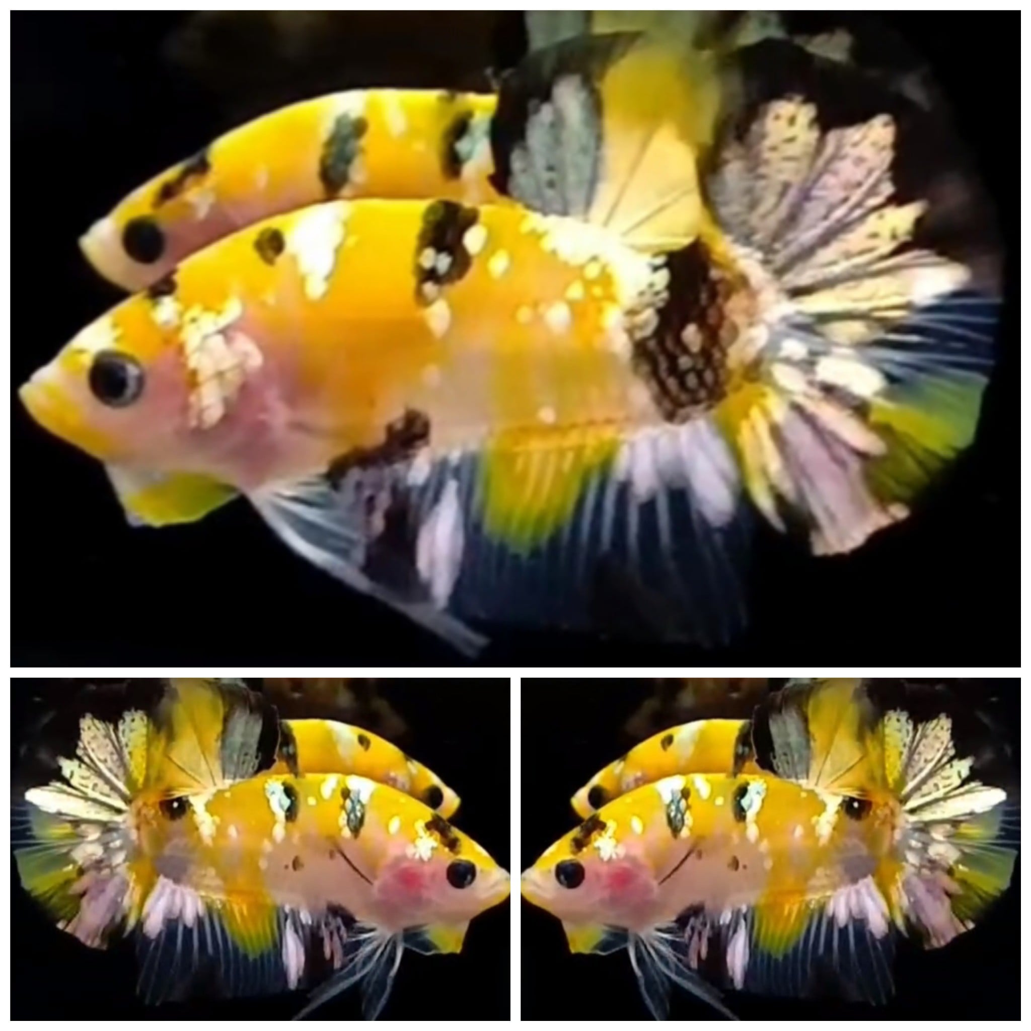 Top Yellow Koi Copper