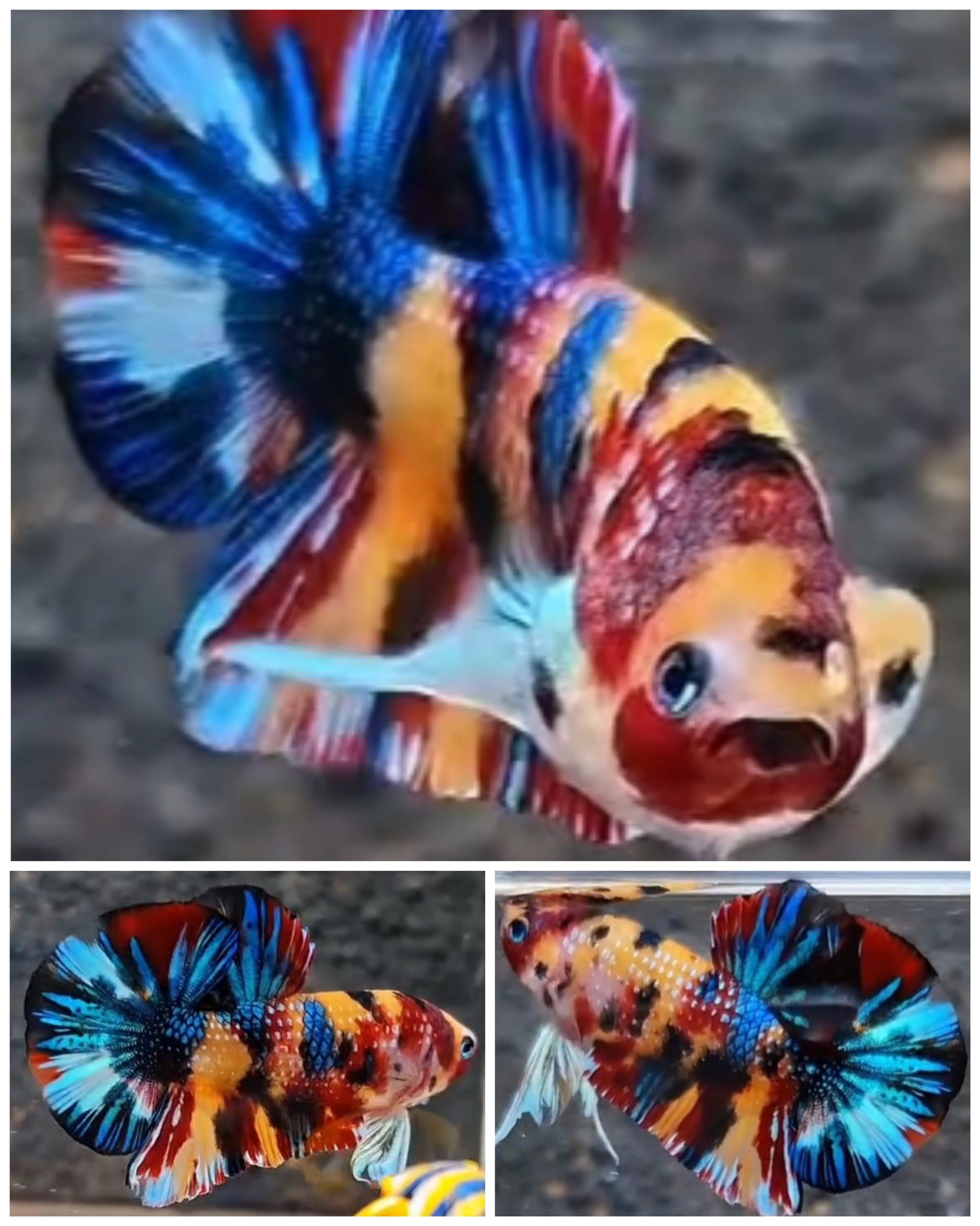 Nice Metallic Multicolour