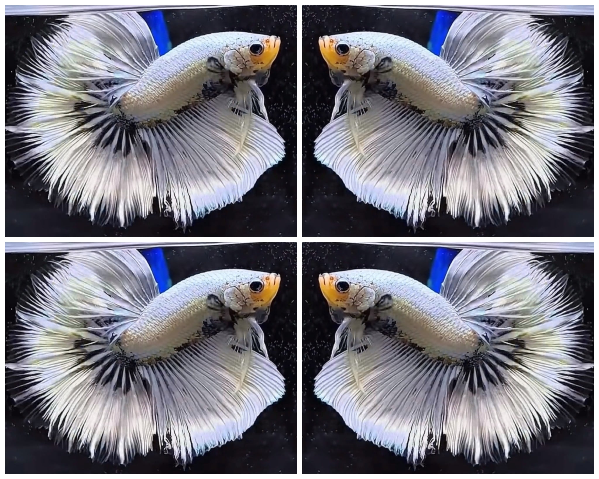 White Copper Dragon