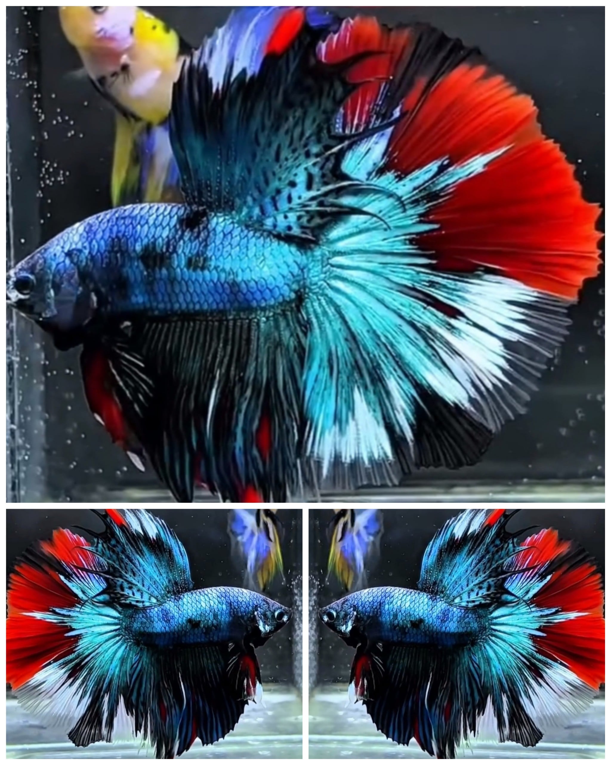 Sweet Fancy Big Tail