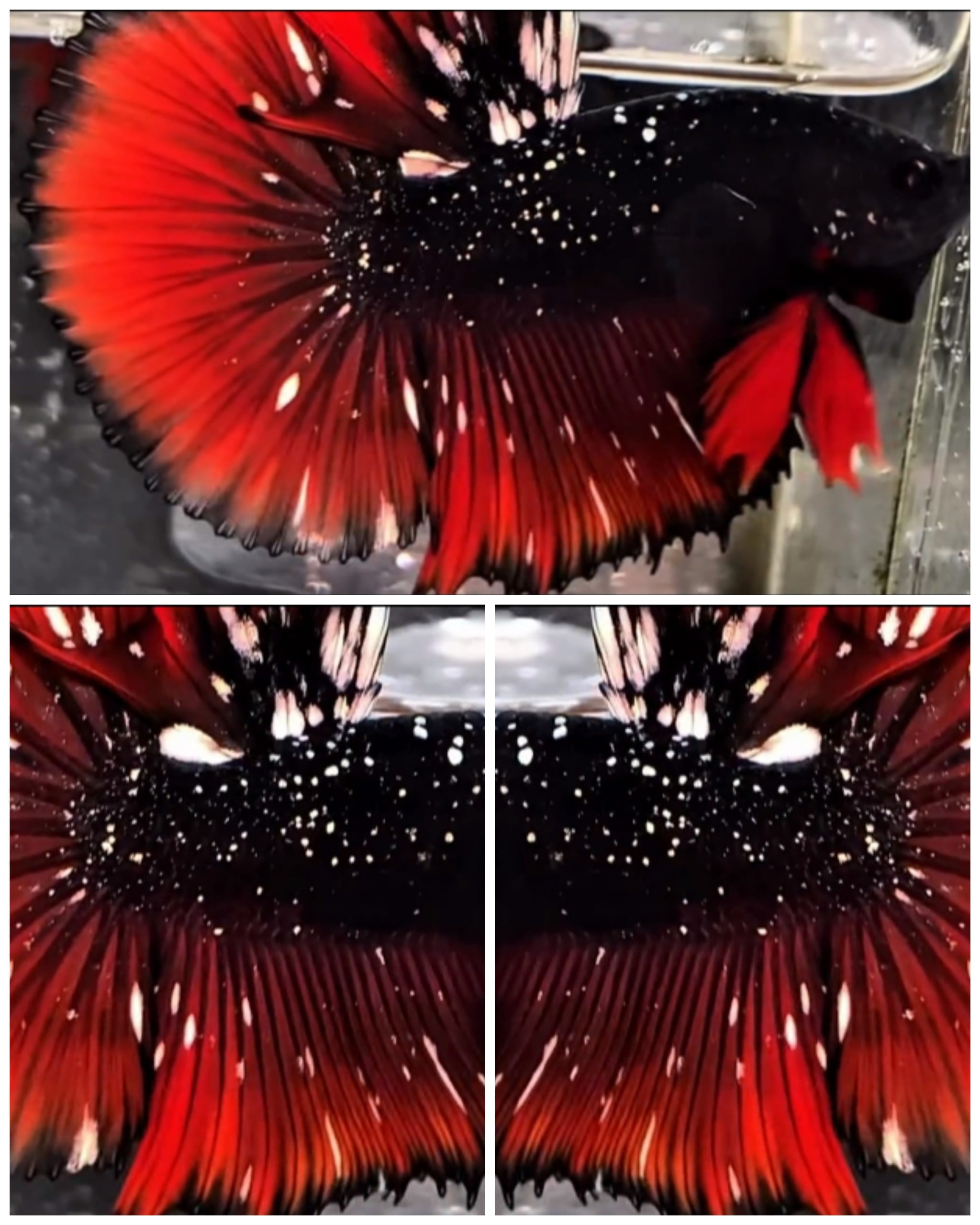 Avatar Red Chrome HM