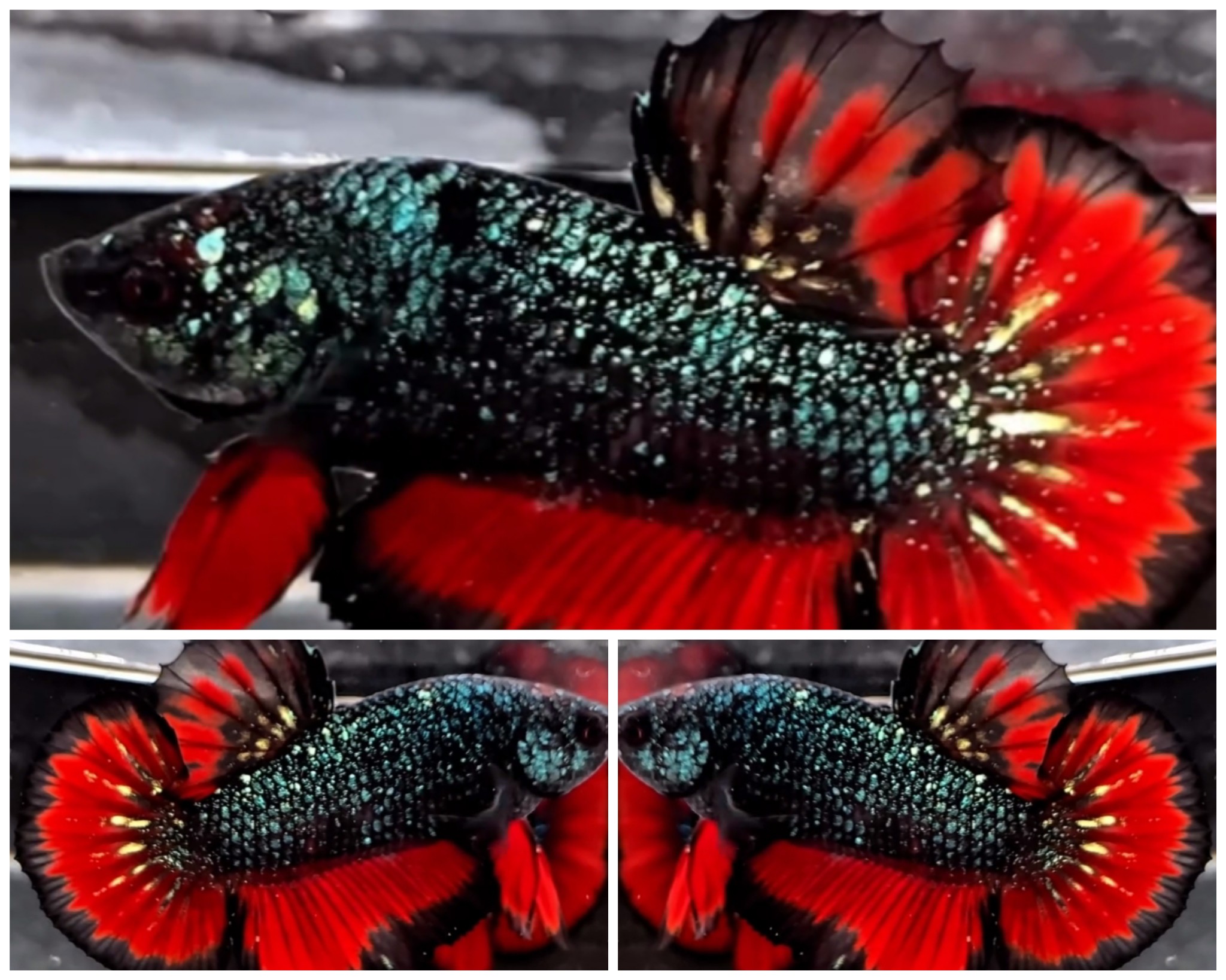 Top Avatar Glitter