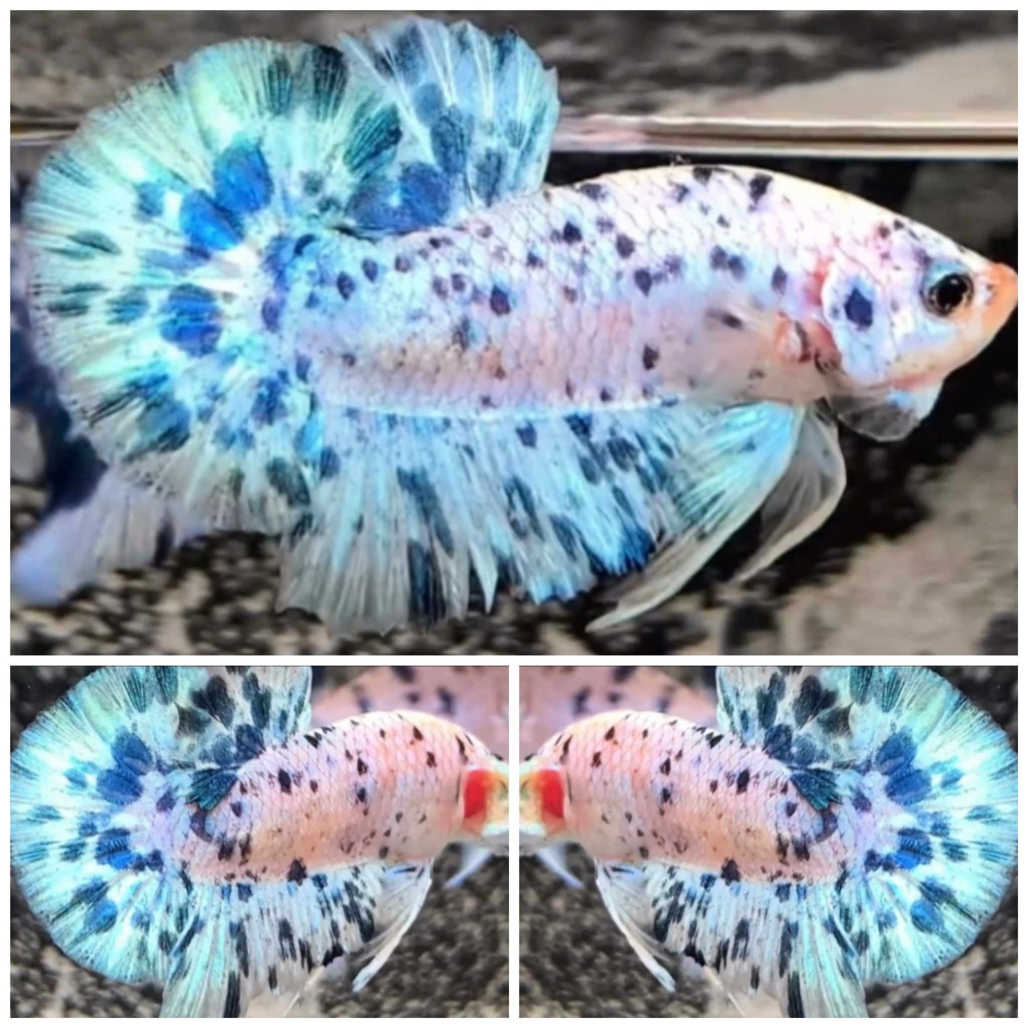 Sweet Blue Dot #1