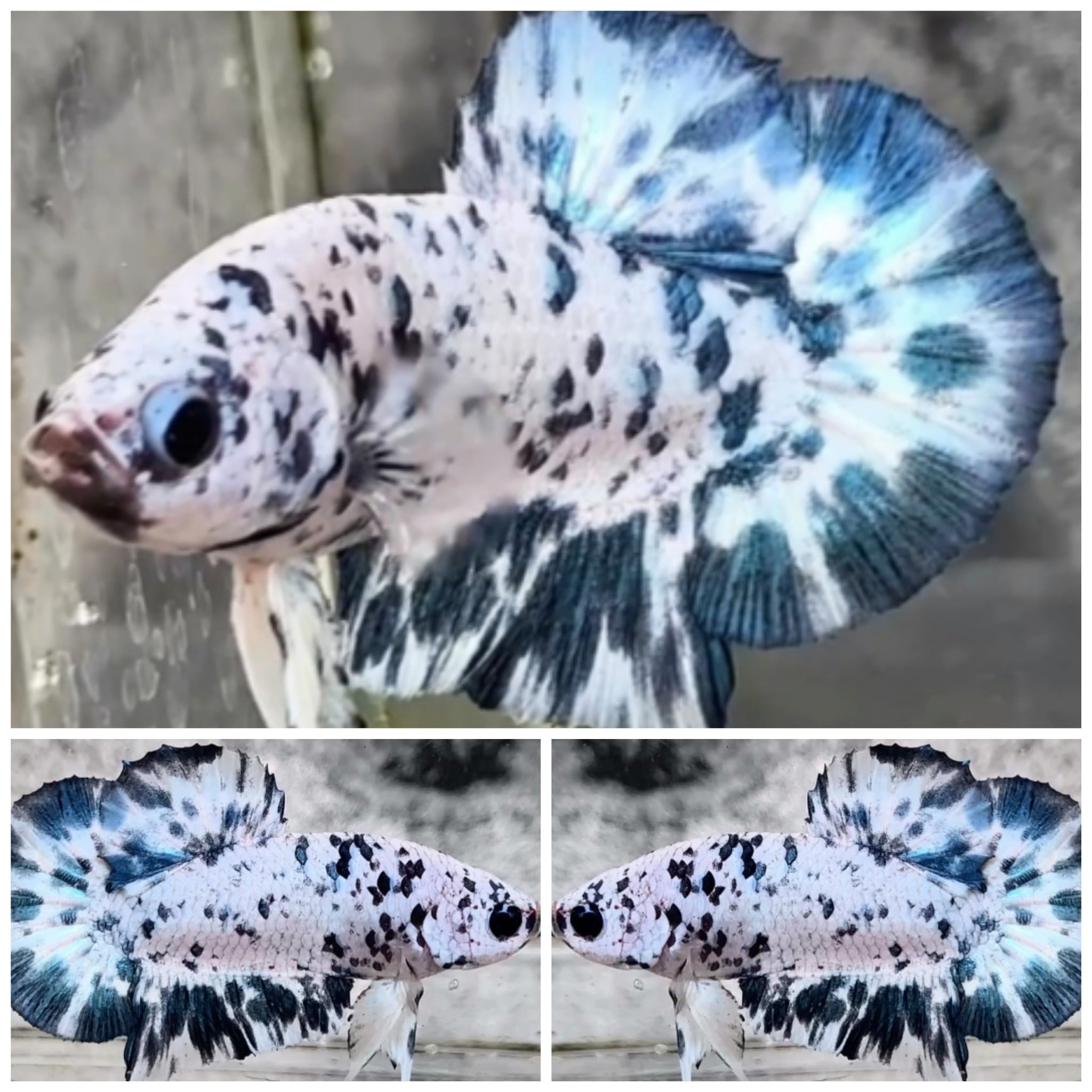 Sweet Blue Dot #2