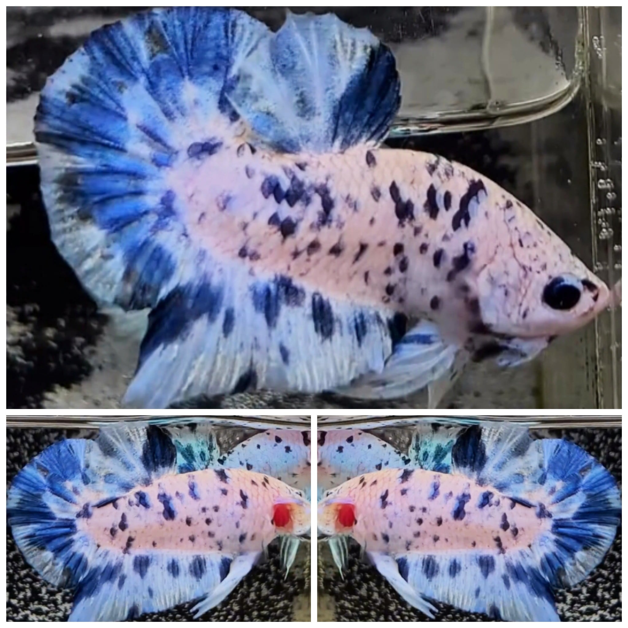 Sweet Blue Dot #3