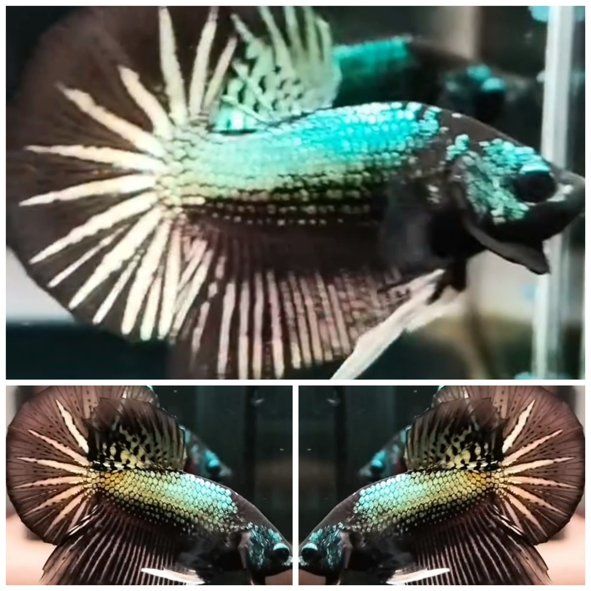 Green Black HMPK