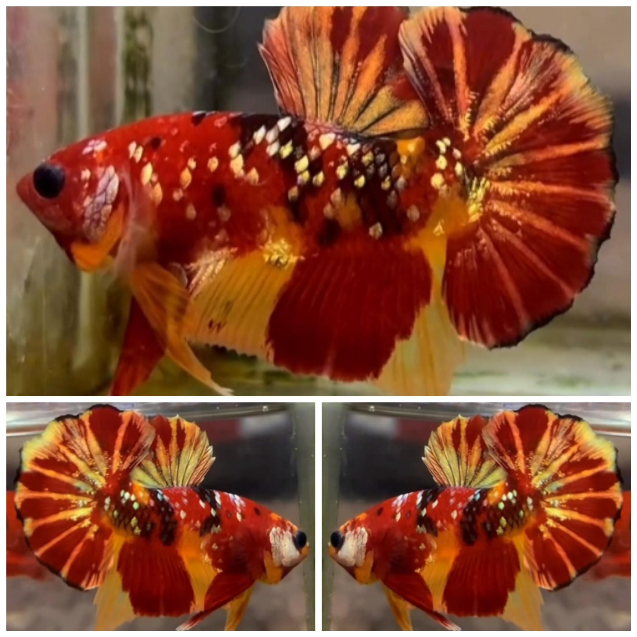 Best Nemo Galaxy