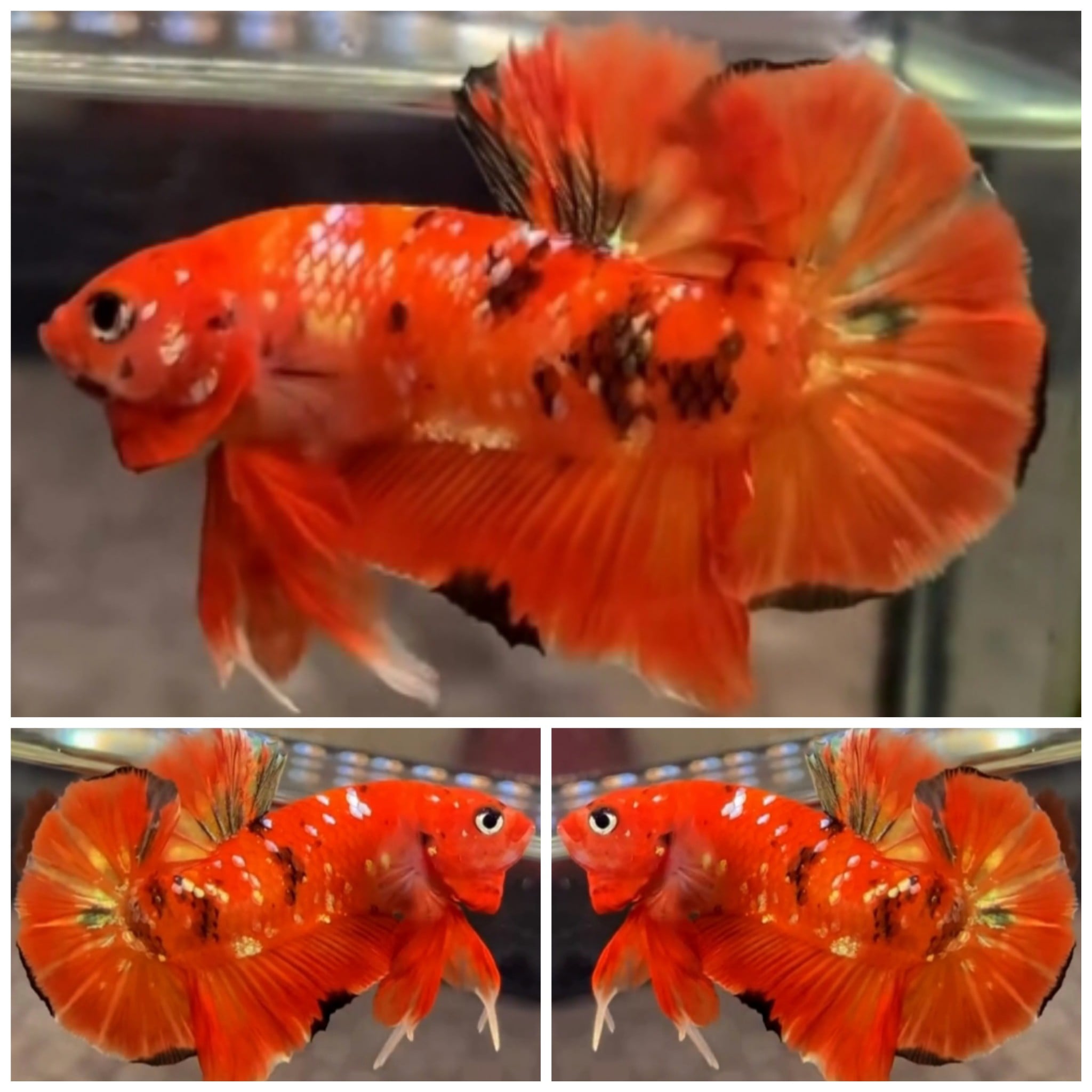 Fresh Orange
