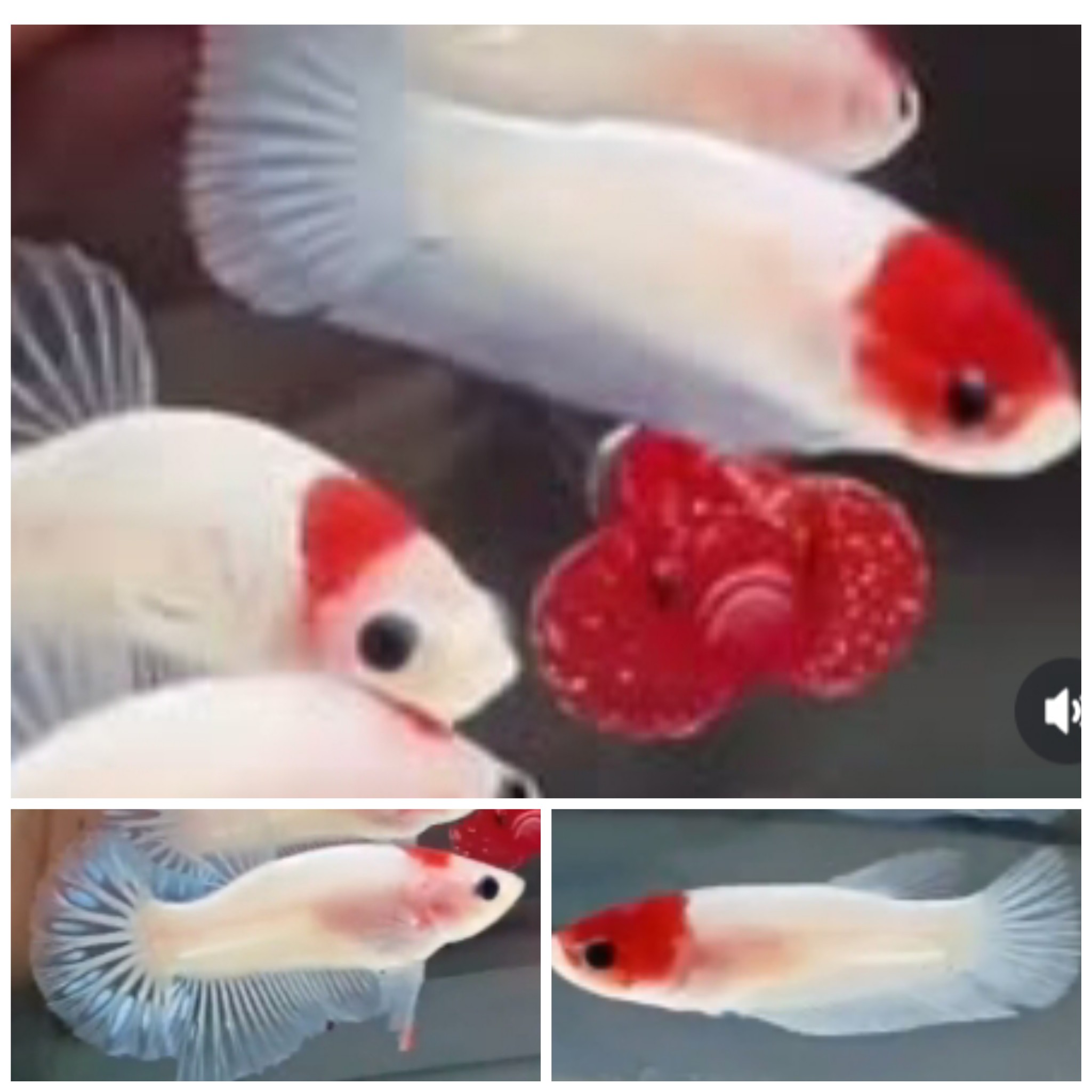 Pair Red Tancho