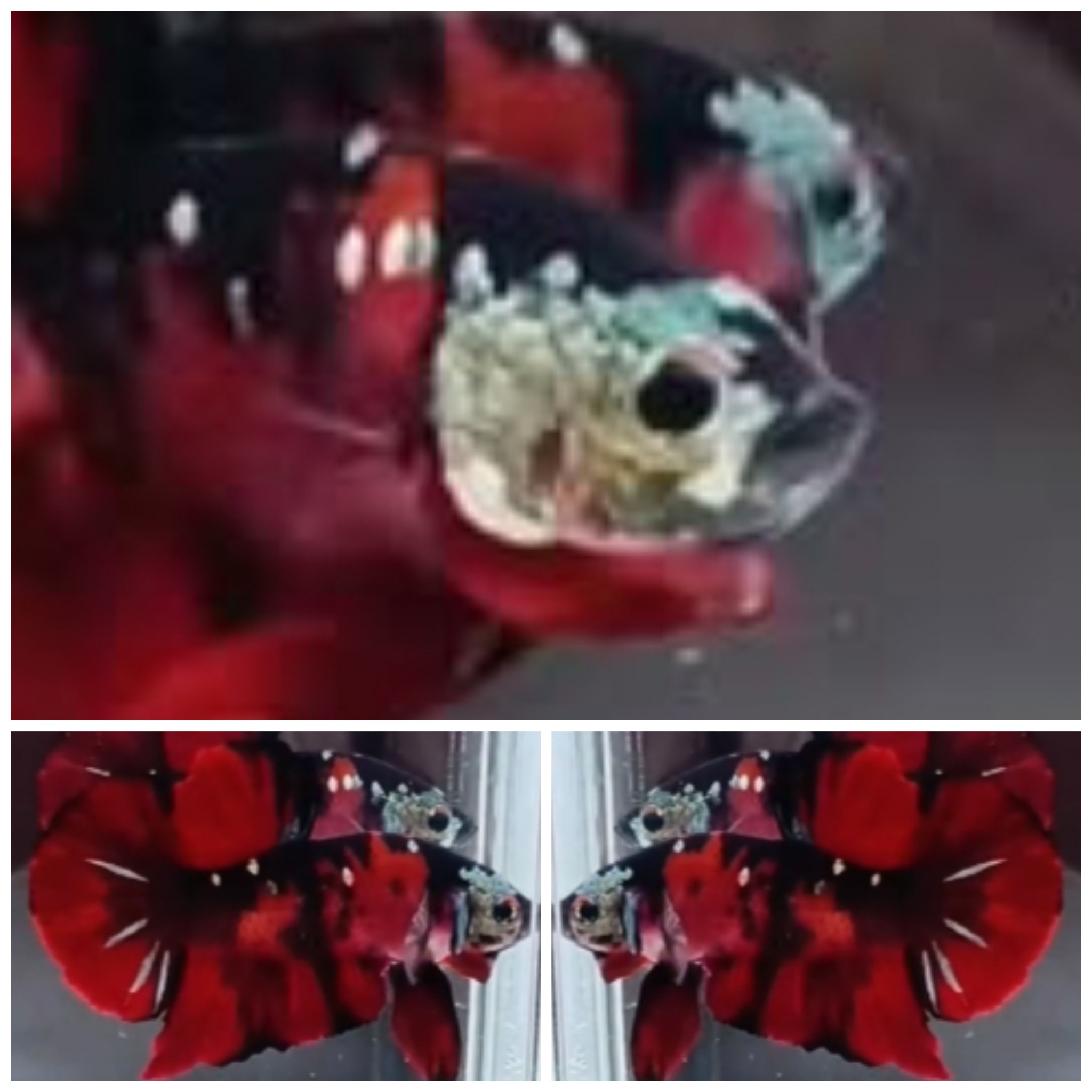 VIP Red Koi Monster