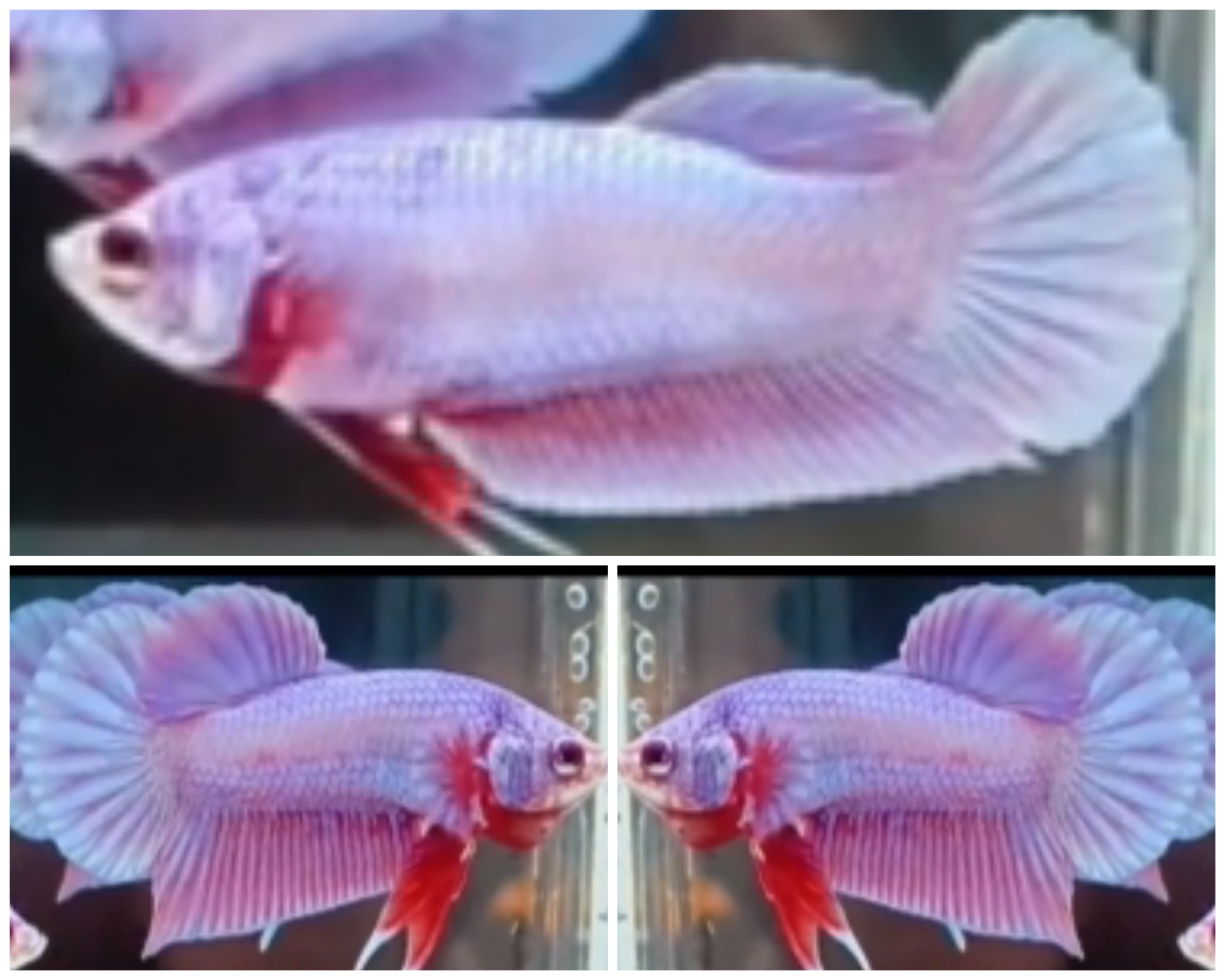 Pair Pink Aurora