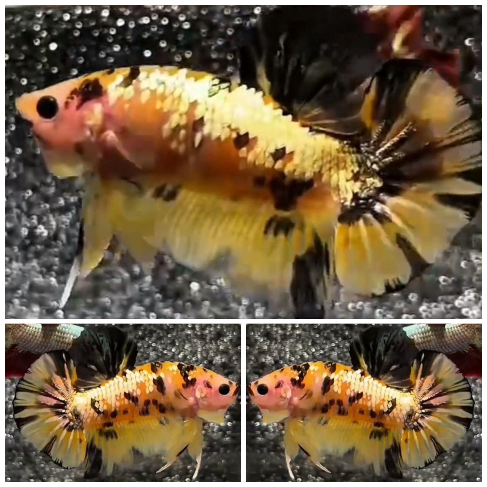 Nice Yellow Koi Copper