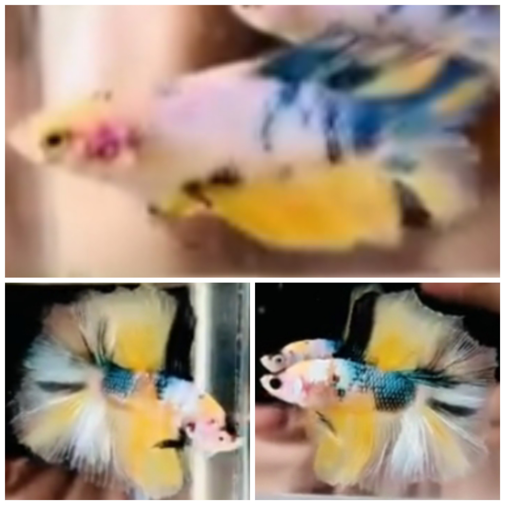 Pair Yellow Marble HMDT