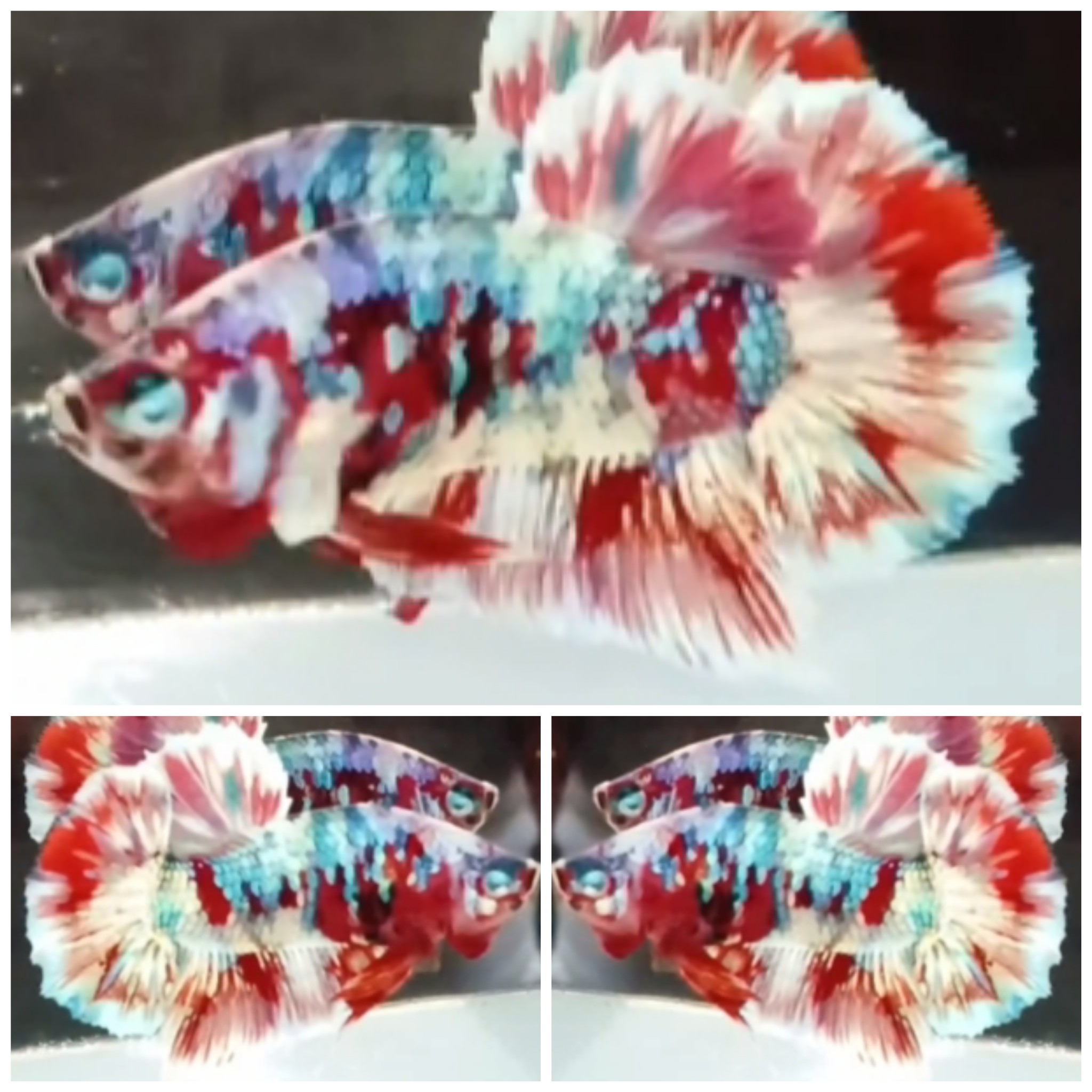 Red Barongsai