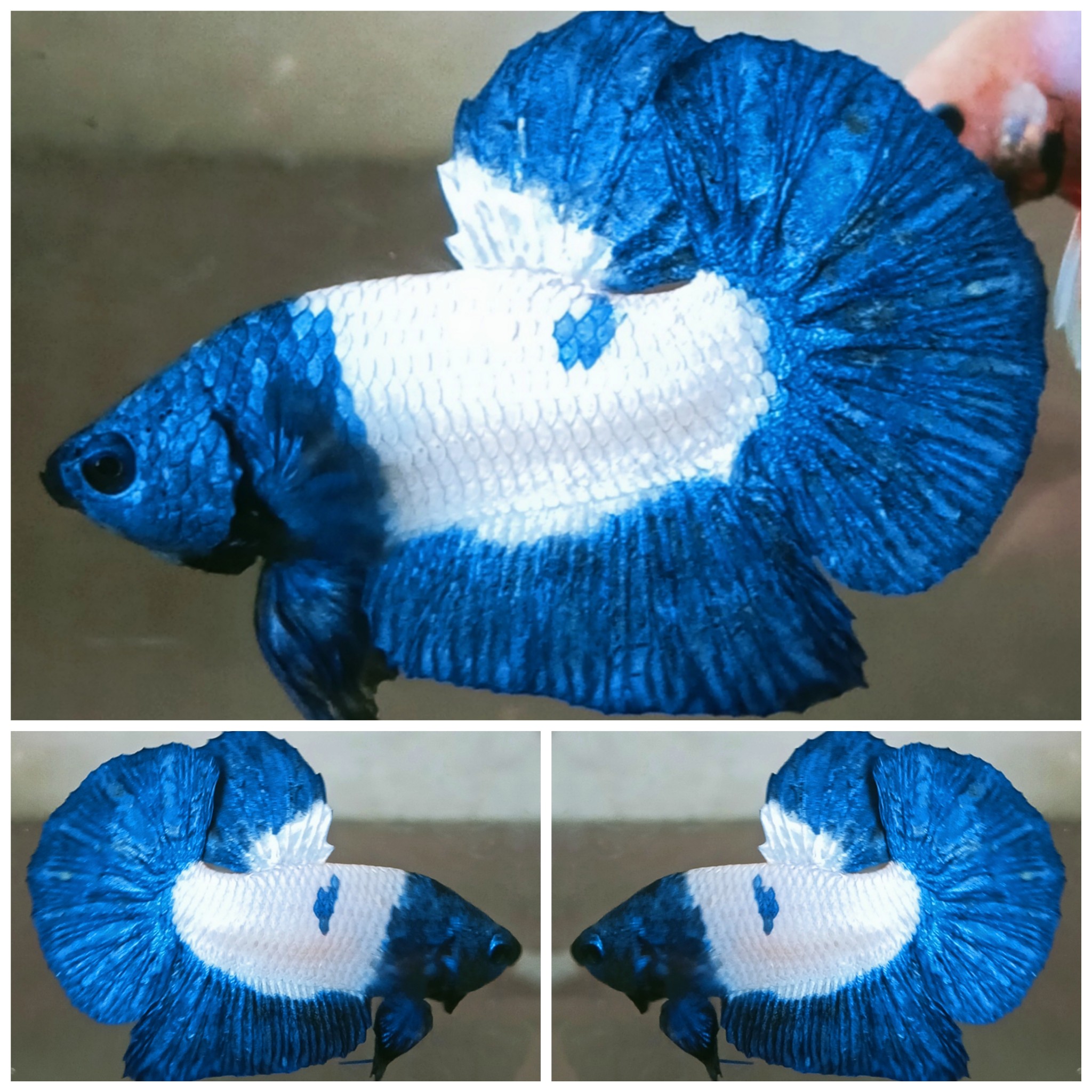 Blue Panda