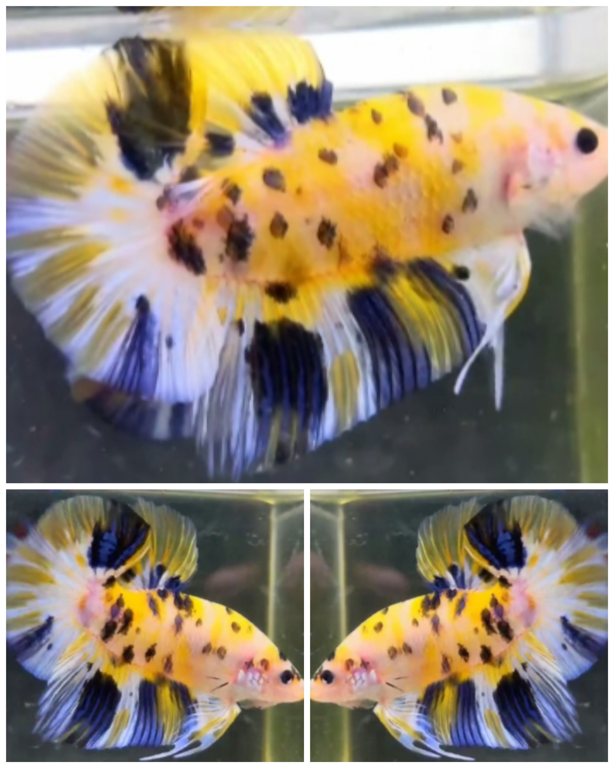 Giant Yellow Koi Galaxy (5,5cm)