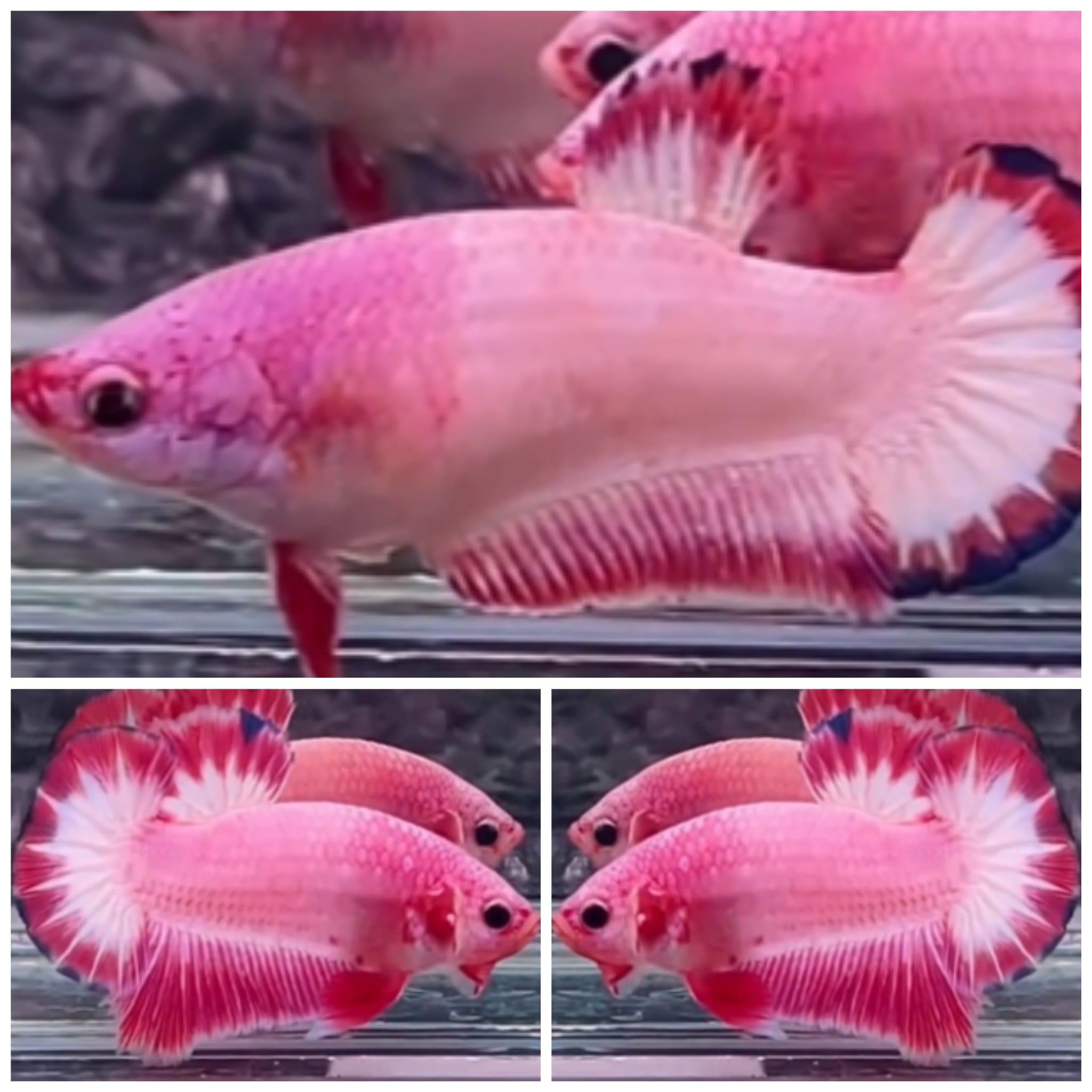 Best Pair Pink Flamingo